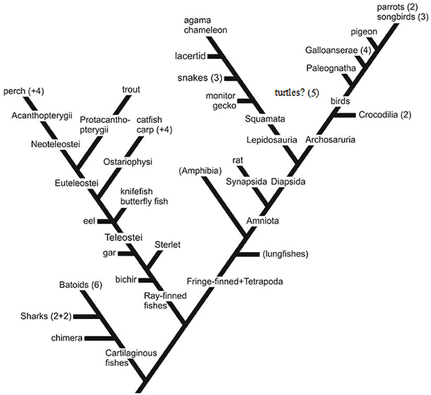 A phylogenetic tree chart depicting the evolutionary relationships among various groups, including cartilaginous fishes, ray-finned fishes, lepidosaurs, birds, and others. It shows groupings like Acanthopterygii, Teleostei, and Amniota, and includes labels such as “perch,” “trout,” “monitor gecko,” and “birds.” The tree highlights evolutionary branches for organisms, with numeric annotations for certain nodes, like “Turtles? (5)” and “Parrots (2).”