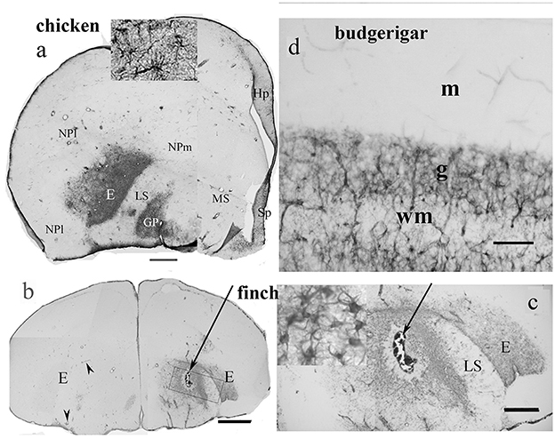 Composite image displaying cross-sections of avian brains. Panels a and b show the chicken's and finch's brain sections, respectively, with labeled regions such as NPm and LS. Panel c illustrates a close-up of a finch brain section with an arrow pointing to a specific area. Panel d features a budgerigar's brain section with labeled areas, including “m” for molecular layer, “g” for granular layer, and “wm” for white matter. Each section has a scale bar for reference.