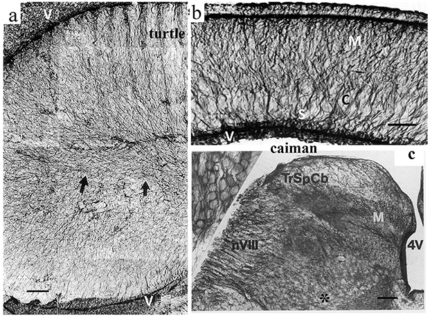 Microscopic images show anatomical sections from a turtle and a caiman. Image a displays neural tissue from a turtle labeled with “v” and arrows. Image b shows a section from a caiman, highlighting areas labeled “M,” “S,” “V,” and “C.” Image c depicts another caiman section, with labels including “TrSpCb,” “pVIII,” “M,” and “4V.” Each section emphasizes cellular and structural differences.