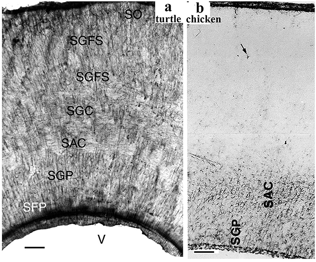 Microscopic images comparing neural structures in turtle and chicken. The left image shows turtle brain regions labeled SO, SGFS, SGC, SAC, SGP, and SFP. The right image displays chicken brain regions with SGP and SAC marked, including an arrow indicating a specific area.