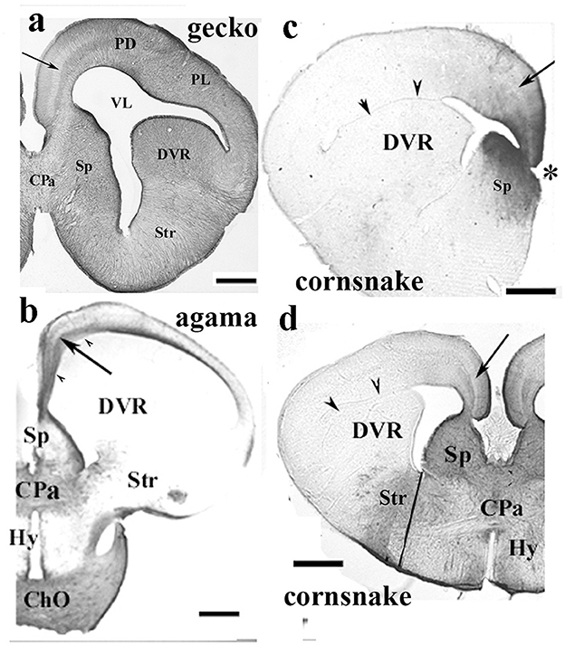 Four panels showing brain sections of different reptiles. Panel a: Gecko brain with regions labeled PD, PL, VL, DVR, Sp, CPa, Str. Panel b: Agama brain with DVR, Sp, CPa, Str, Hy, ChO marked. Panel c: Cornsnake brain displaying DVR and Sp, with an asterisk indicating an area. Panel d: Another cornsnake brain section with DVR, Sp, CPa, Str, Hy labeled. Scale bars are present for reference.