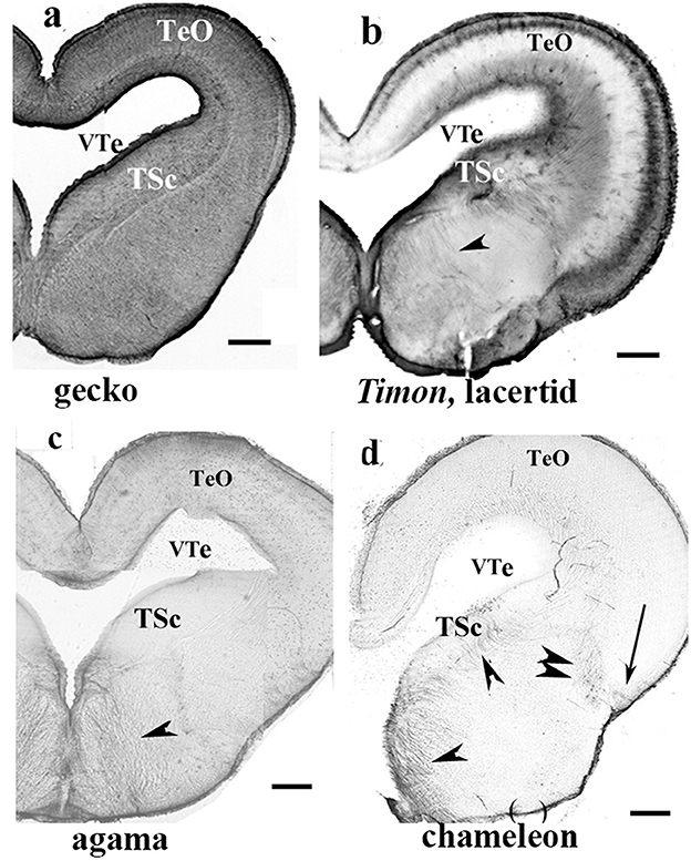 Photomicrographs of brain sections from four reptiles: a gecko (a), a Timon lacertid (b), an agama (c), and a chameleon (d). Each panel shows aPhotomicrographs of brain sections from four reptiles: a gecko (a), a Timon lacertid (b), an agama (c), and a chameleon (d). Each panel shows anatomical structures labeled as TeO, VTe, and TSc, with arrows indicating additional features. Scale bars are present for reference.natomical structures labeled as TeO, VTe, and TSc, with arrows indicating additional features. Scale bars are present for reference.