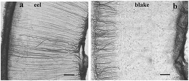 Microscopic visualization showing two comparative panels labeled ‘a' for eel and ‘b' for blake. Panel ‘a' displays elongated, linear structures resembling eel skin patterns, while panel ‘b' shows a more uniform, granular texture characteristic of blake texture. Both panels include a scale bar for reference.