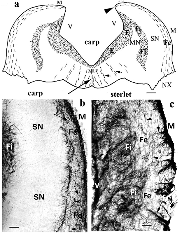 Schematic and microscopic images compare the brainstem fiber tracts of carp and sterlet. Panel (a) illustrates the neural fiber arrangement, showing differences between carp and sterlet. Panels (b) and (c) provide microscopic views of the sinus nerve (SN), fibers (Fi), and other neural elements labeled for identification.