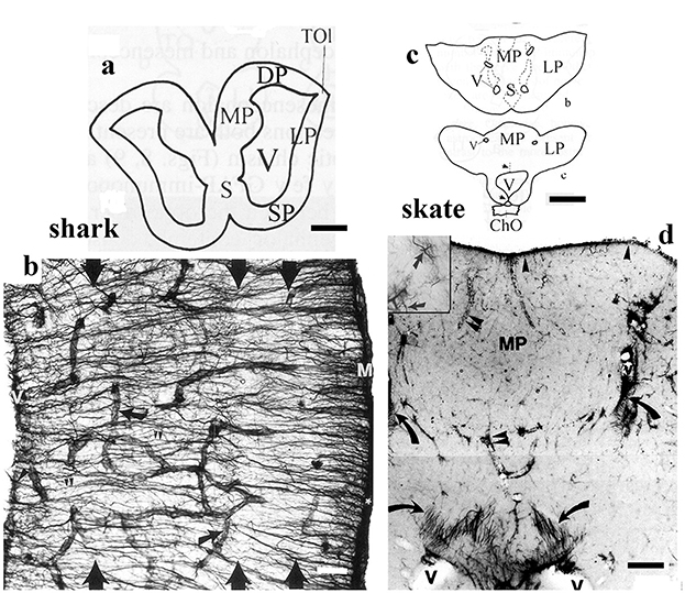 Diagram showing anatomical structures of a shark and skate. Panel a shows a schematic of a shark's brain with labeled regions: DP, MP, LP, V, S, SP. Panel b is a micrograph of shark nerve fibers with arrowheads indicating specific features. Panel c presents a schematic of a skate's brain with similar labeled regions: MP, LP, V, S. Panel d is a micrograph of skate nerve fibers with annotations, focusing on the MP area. Scale bars are present for size reference.