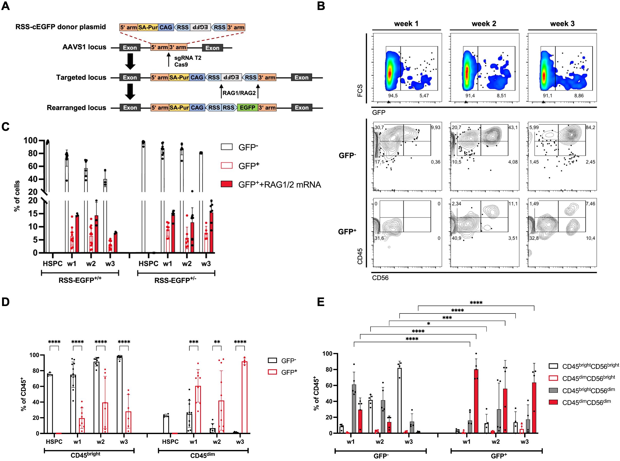 Diagram summarizing genetic modification and flow cytometry analysis. Panel A depicts the RSS-cEGFP donor plasmid and targeting strategy. Panel B shows flow cytometry plots for weeks one to three, highlighting fluorescence and cell surface markers (GFP, CD45, CD56). Panel C presents bar graphs of cell percentage with different treatments: GFP-negative, GFP-positive, and GFP-positive with RAG1 and RAG2 mRNA. Panel D compares the percentage of CD45 bright and dim cells over time. Panel E shows further analysis of CD45 and CD56 expression with statistical significance indicated.