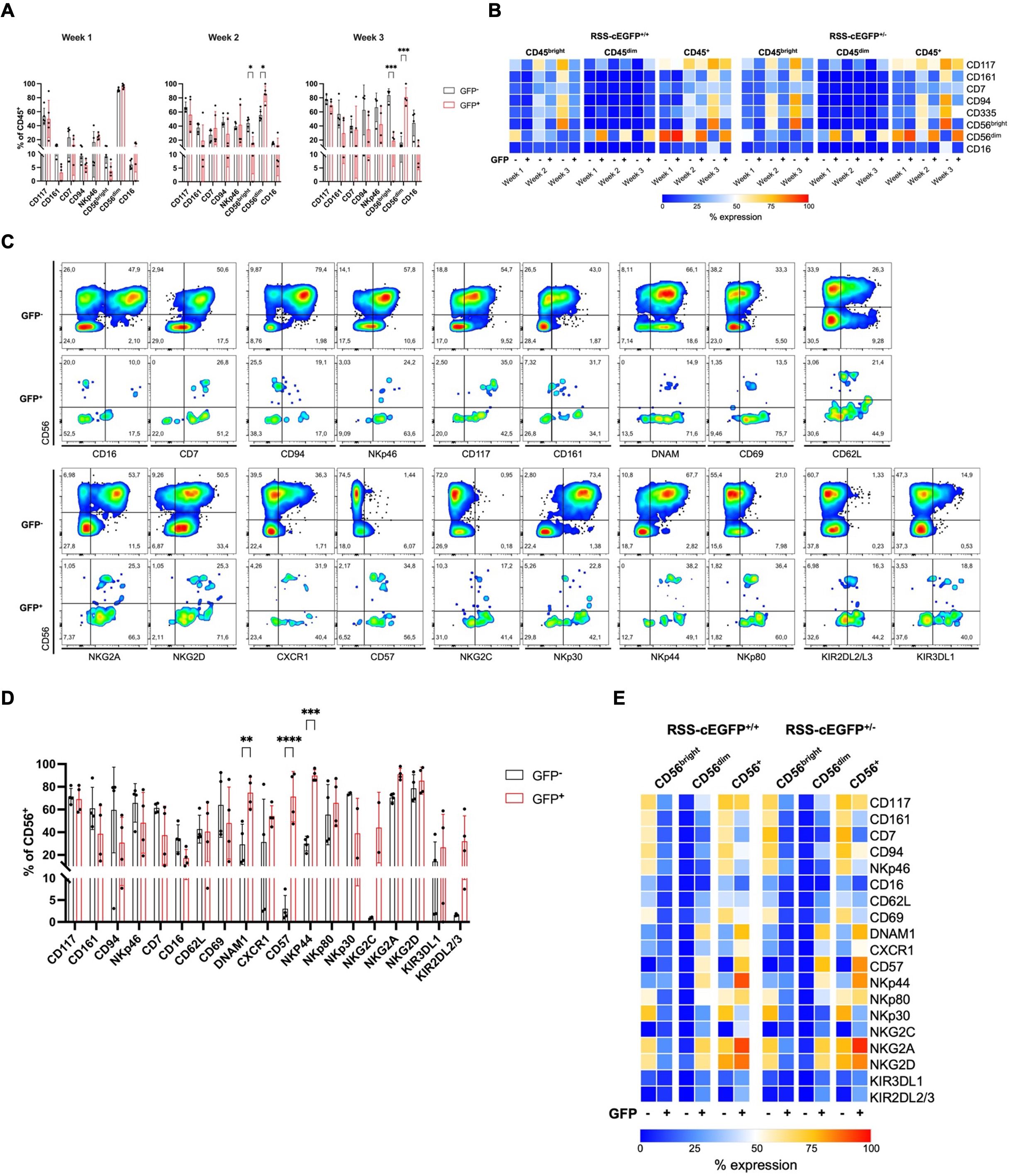 A composite image shows data from a scientific study on cell markers. Panel A features bar graphs comparing percentages of GFP-positive and GFP-negative cells over three weeks. Panel B presents heat maps illustrating expression levels of various markers for different cell groups. Panel C consists of dot plots depicting flow cytometry data for GFP and CD56 markers across different cell surface proteins. Panel D displays bar graphs comparing percentages of CD56-positive cells with specific markers for GFP-positive and GFP-negative groups. Panel E presents heat maps showing marker expression levels across different conditions.