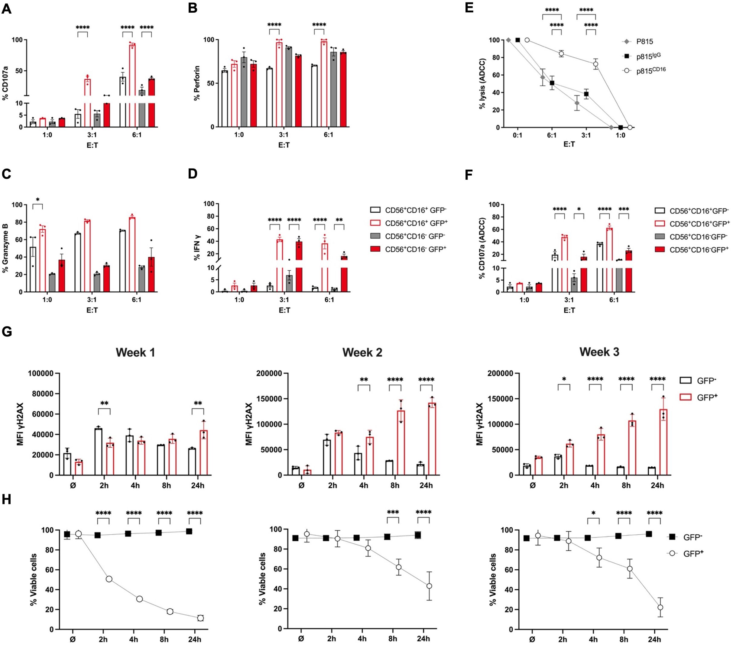 Graphs display several experimental results involving different cell types and conditions. Panels A to F show bar charts comparing percentages of CD107a, Perforin, Granzyme B, and IFNγ, as well as ADCC activity across various effector-to-target ratios. Panel G includes line graphs over weeks showing median fluorescence intensity of γH2AX. Panel H contains line graphs displaying percent viable cells over time. Significant differences are indicated with asterisks, and distinct cell types or markers are color-coded.