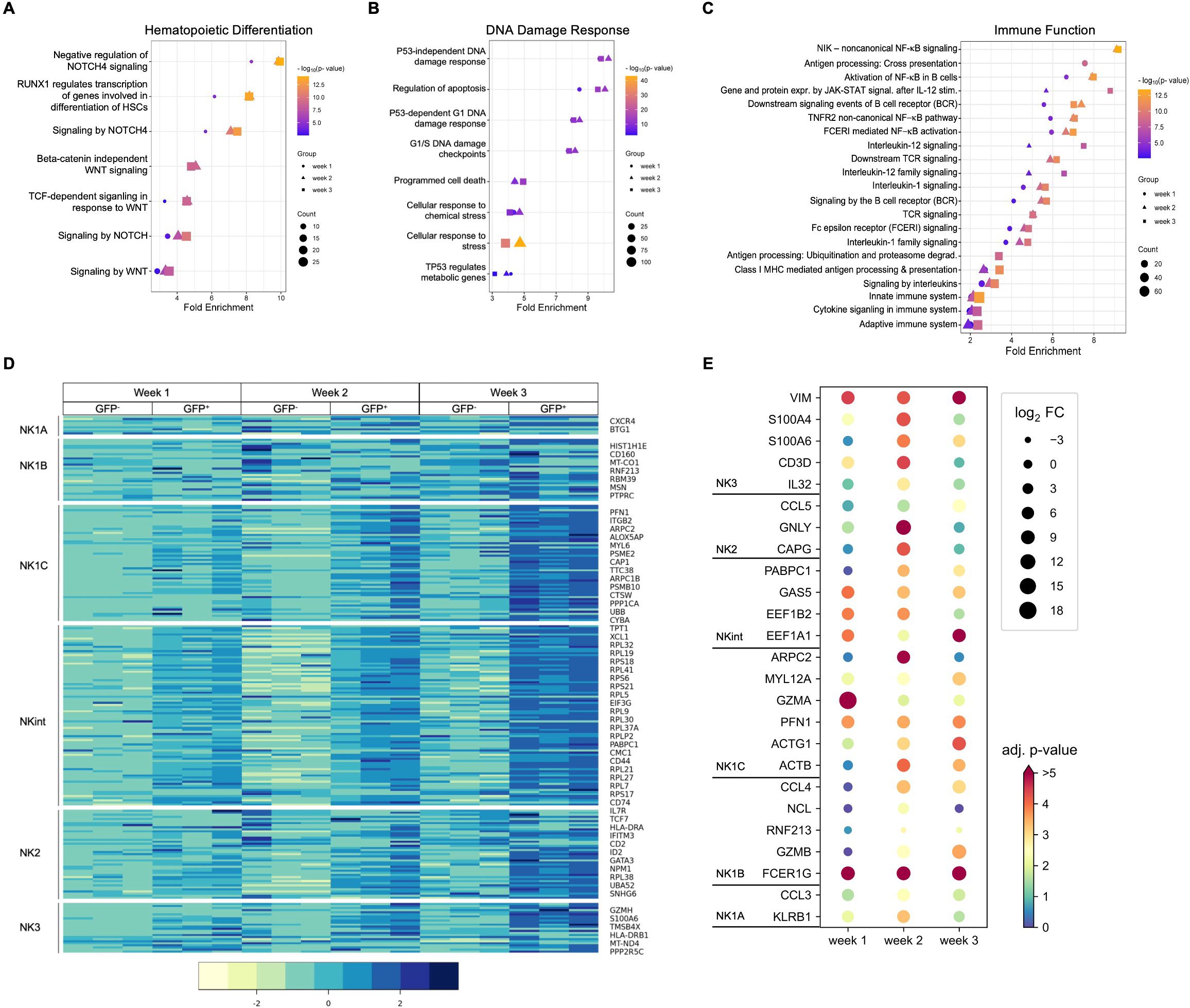 Multiple visualizations display biological data analysis. A) Dot plot illustrates hematopoietic differentiation signaling pathways with varying enrichment across weeks. B) DNA damage response pathways are analyzed with similar methodology. C) Immune function pathways enrichment is detailed over time. D) Heatmap represents expression levels of different genes across three weeks in different conditions. E) Dot plot highlights fold change of specific genes over time with adjusted p-values. Color scales indicate statistical significance and expression changes.