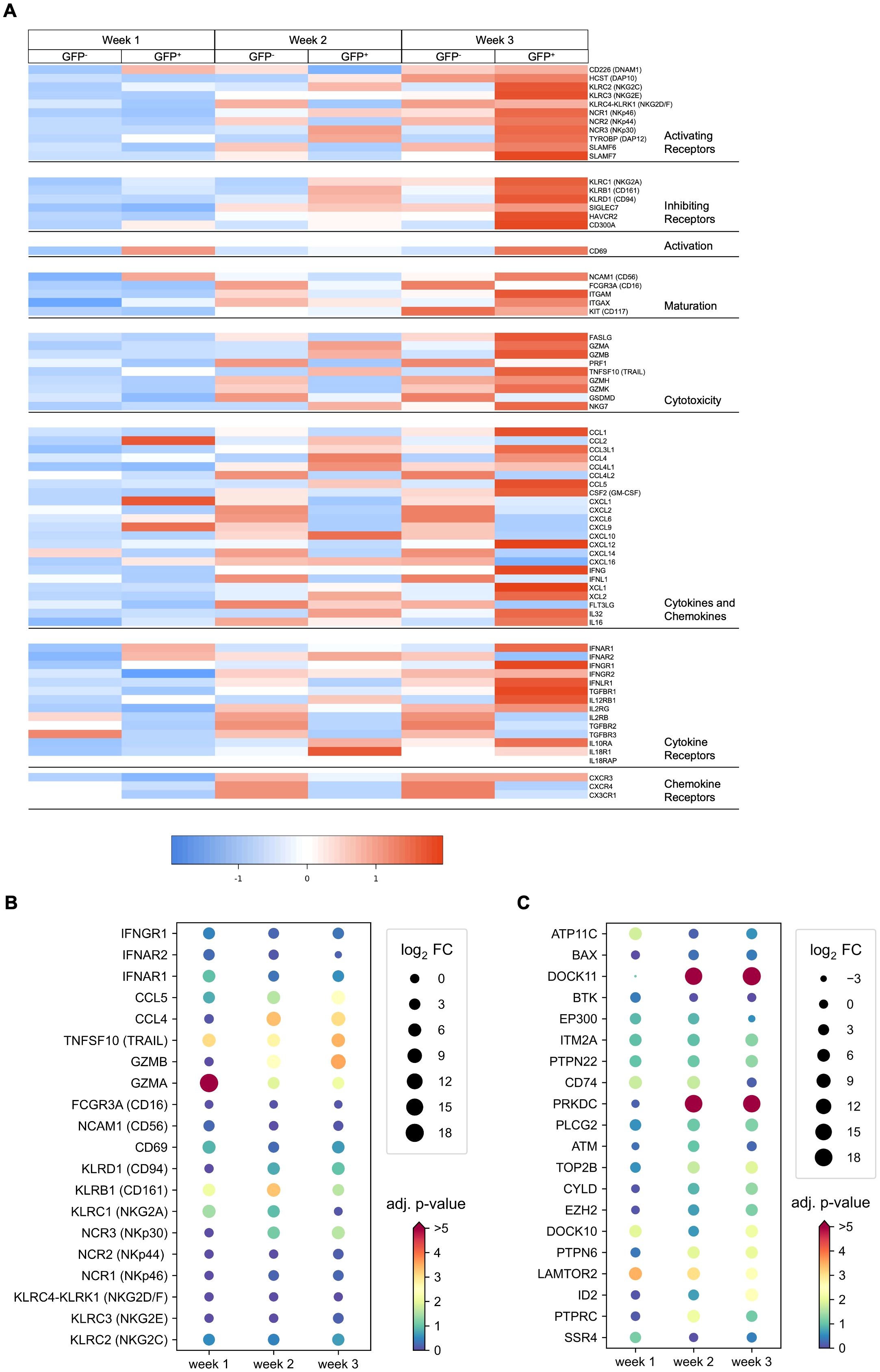 Heatmap and dot plots showing gene expression in a three-week GFP study. Panel A depicts gene categories like activating and inhibiting receptors, maturation, cytotoxicity, cytokines, and chemokine receptors with varied expression. Panel B displays dot plots for select genes over three weeks with log2 fold changes and adjusted p-values. Panel C presents similar data for different genes, showing changes in expression across weeks. A color scale ranging from blue to red indicates expression levels.