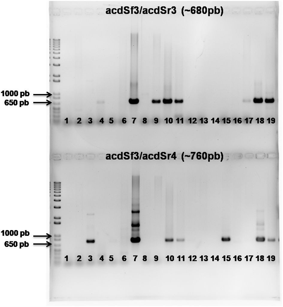 Gel electrophoresis image showing two assays: acdSf3/acdSr3 (~680 base pairs) and acdSf3/acdSr4 (~760 base pairs). Both assays display lanes labeled 1 to 19, with molecular weight markers on the left indicating 1000 and 650 base pairs. Visible bands indicate DNA fragments at different lanes and positions, demonstrating the presence and size of amplified DNA.