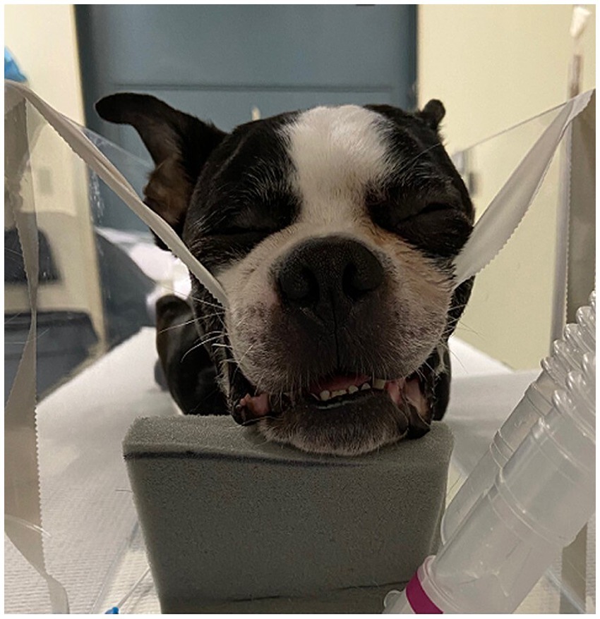 A Boston Terrier with its eyes closed rests comfortably, supported by foam padding under its chin. The dog has a relaxed expression with ears perked up, enclosed by clear plastic panels on either side. A medical tube is visible in the foreground.