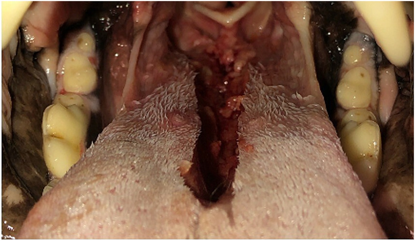 Close-up of a dog's mouth with a split along the tongue. The tongue appears pink with visible texture, and several yellow teeth are visible on both sides.