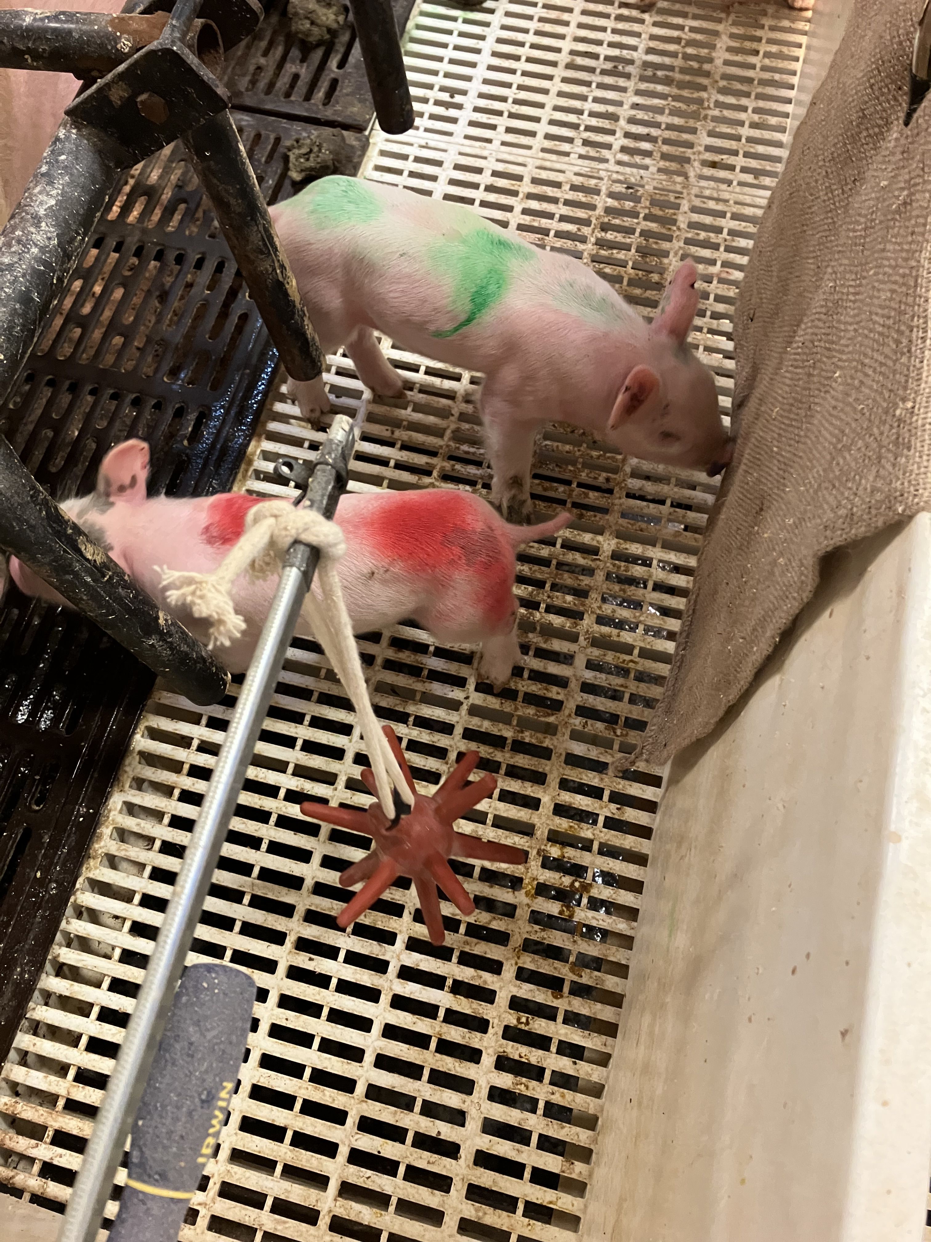 Two piglets with colored markings, one with red and one with green, are on a slatted floor. A red toy hangs in front of the piglet with red markings. A burlap sack is seen to the right.