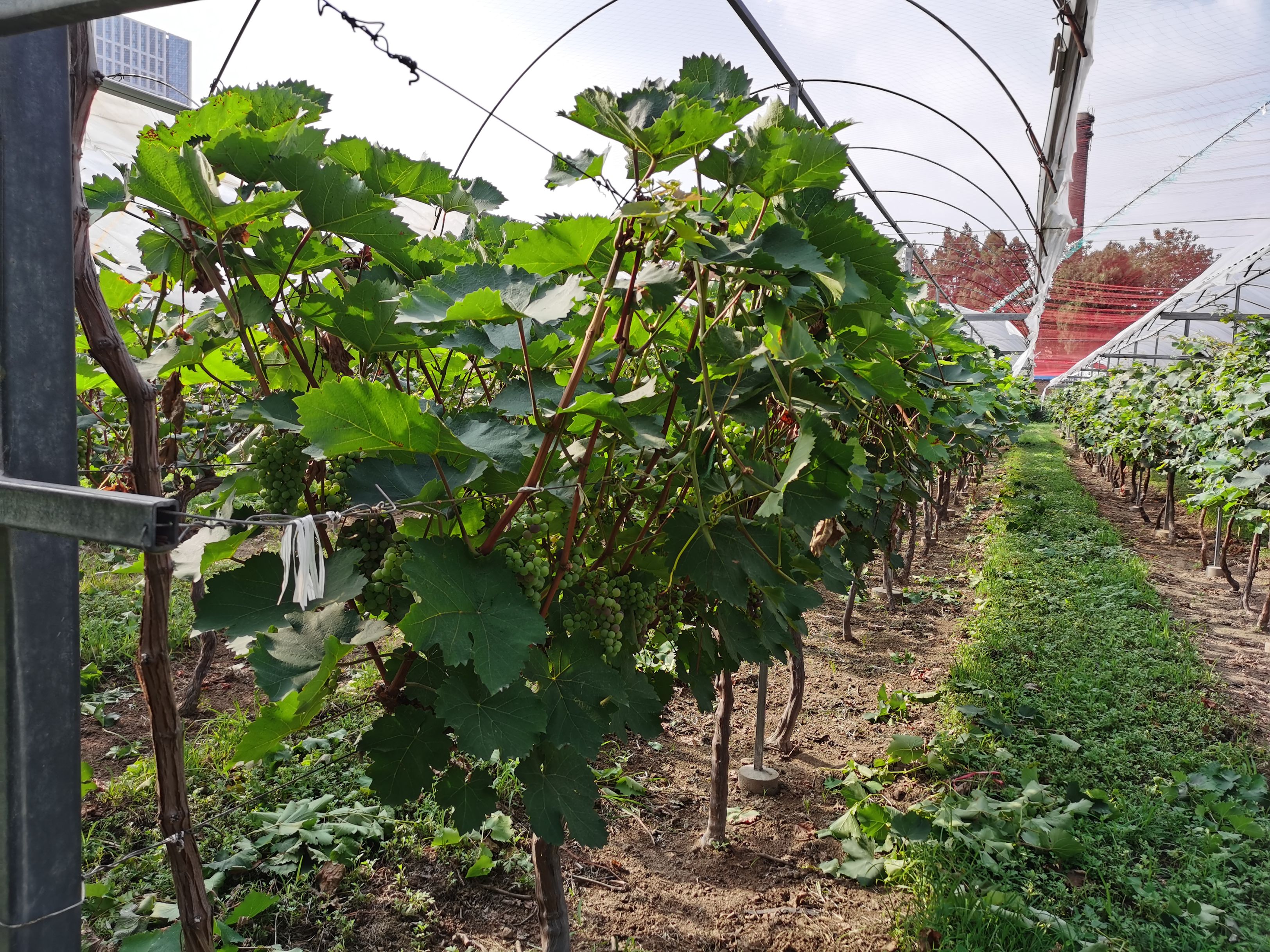 Rows of grapevines growing under protective netting in a vineyard. The vines are lush with green leaves and grape clusters. The ground is covered with grass and some leaves.