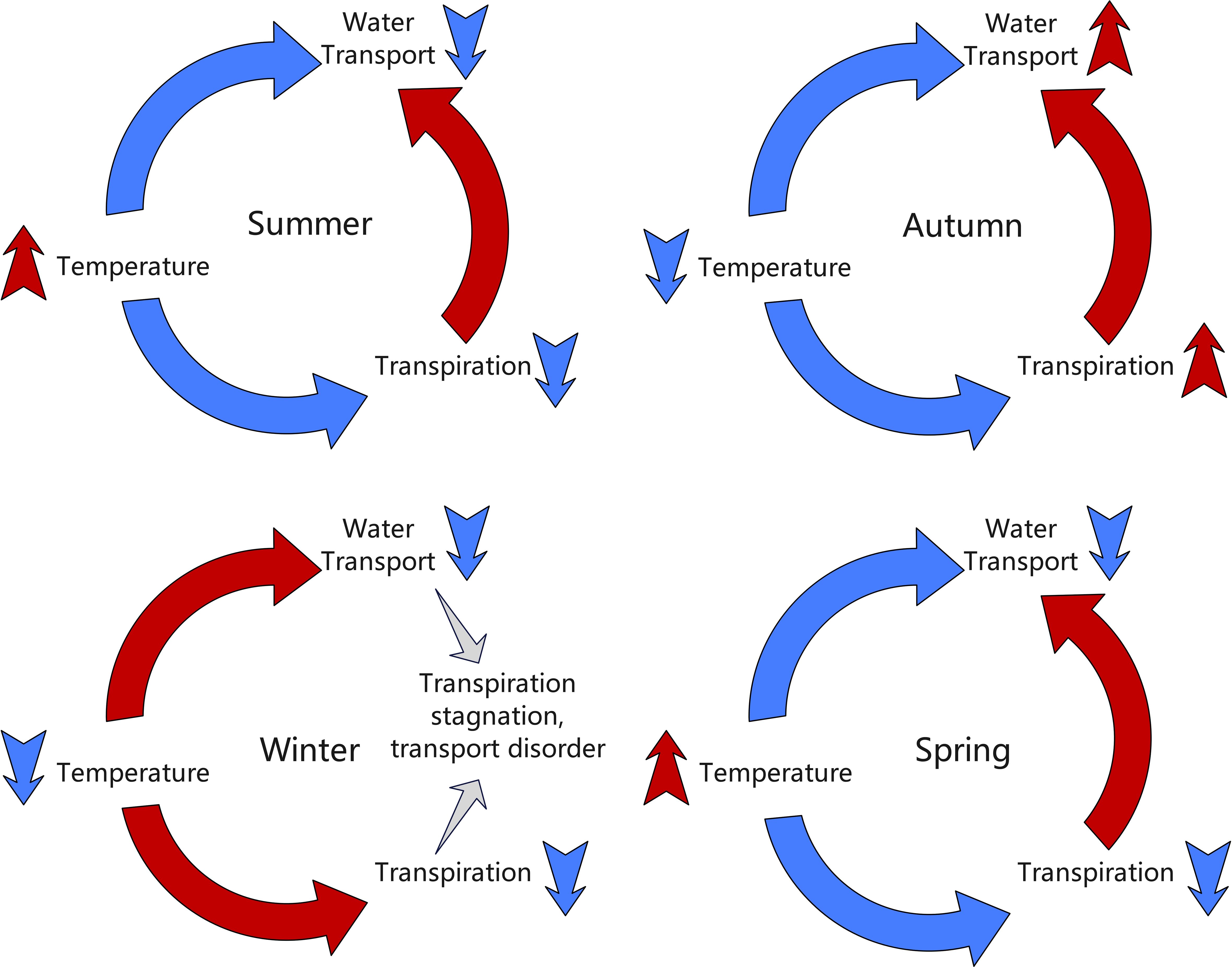 Diagram showing seasonal cycles of temperature, water transport, and transpiration. Summer and autumn cycles have rising transpiration and water transport, whereas winter shows stagnation and transport disorder. Spring depicts rising transpiration and water transport. Blue arrows indicate increasing activity, red arrows indicate decreasing, and gray indicates stagnation.