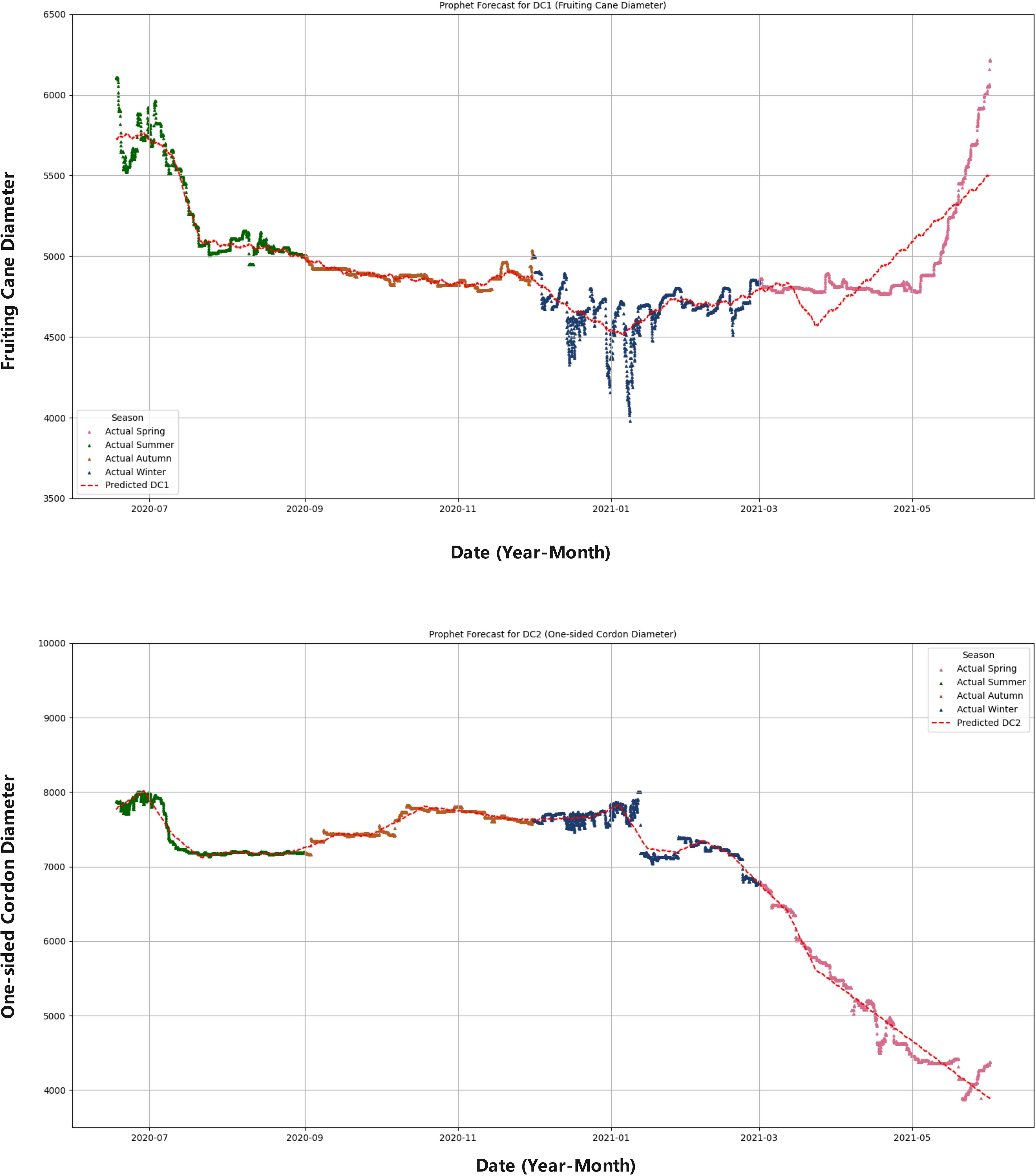 Two line graphs display Prophet forecasts. The top graph shows DC1 (Fruiting Cane Diameter) with actual data points in green, red, orange, and blue dots for spring, summer, autumn, and winter, and a pink dashed line for predictions. The bottom graph depicts DC2 (One-sided Cordon Diameter) similarly, with orange and blue actual data points and a red dashed prediction line. Both graphs cover a timeline from mid-2020 to mid-2021.