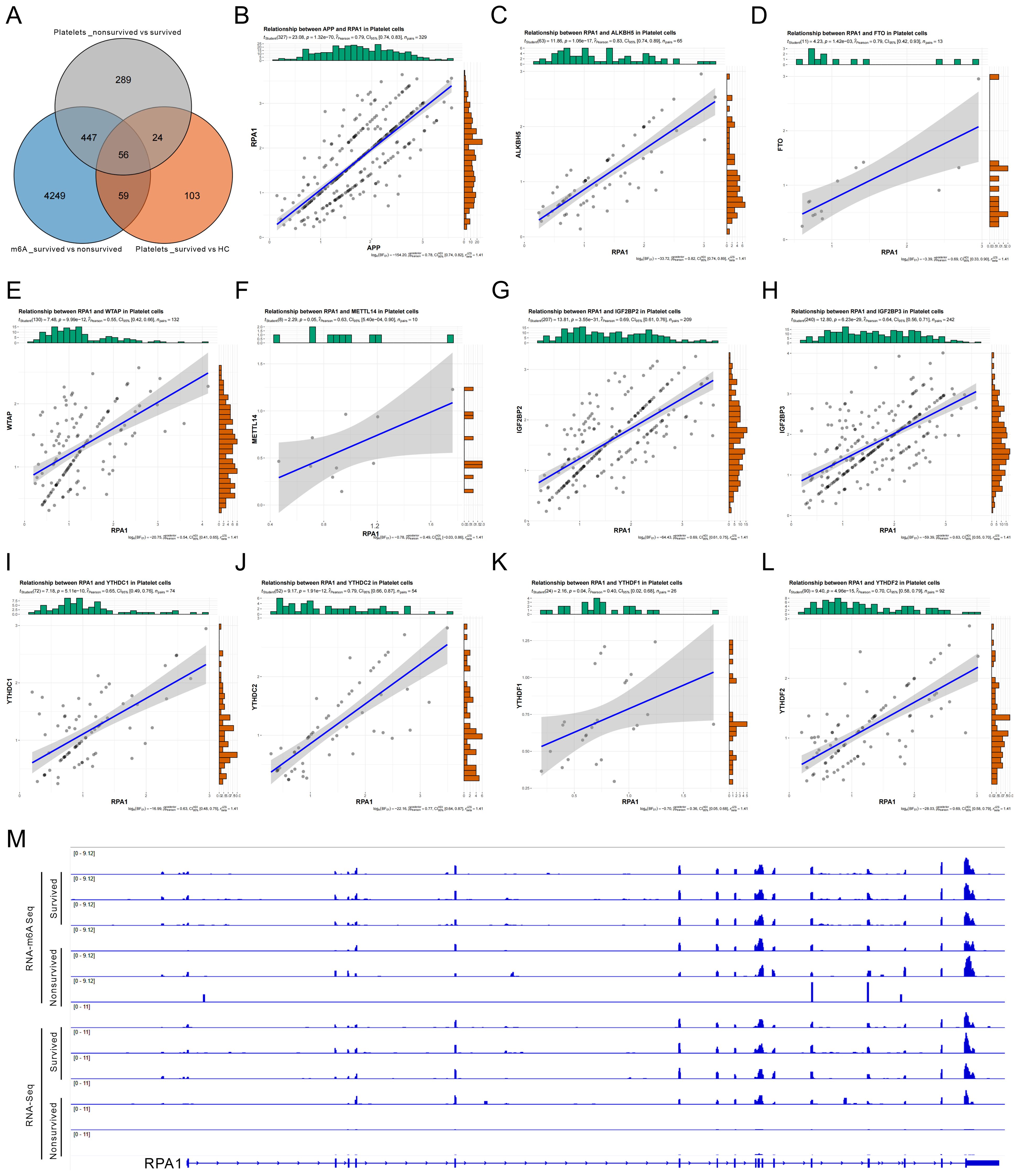 A series of graphs and a Venn diagram analyzing platelet data. The Venn diagram (A) shows overlapping gene sets among different platelet comparisons. Panels B to L display scatter plots with trend lines, examining the relationship between RPA1 expression and other genes in platelet cells. Panel M shows RNA-Seq peaks for different conditions, indicating RPA1 expression levels in survived and non-survived samples.