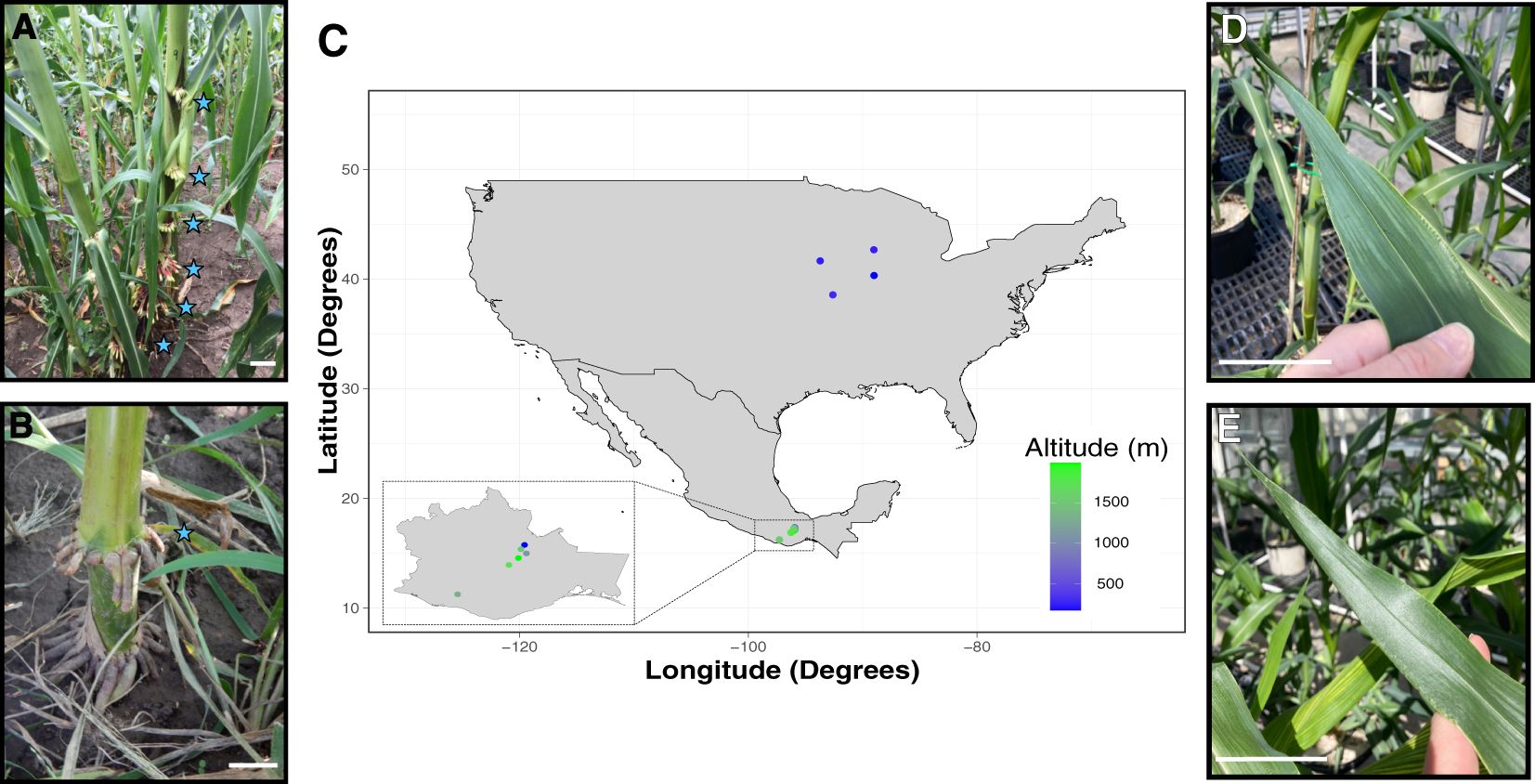 Images of maize plants and a map are displayed. Panel A shows multiple nodes along a maize stem with brace roots. Panel B focuses on the base, highlighting brace roots. Panel C features a map of North America with marked locations, indicating different altitudes in color gradients. Panel D shows a hand holding a maize leaf, and panel E shows another maize leaf. The background includes other plants and potting materials.