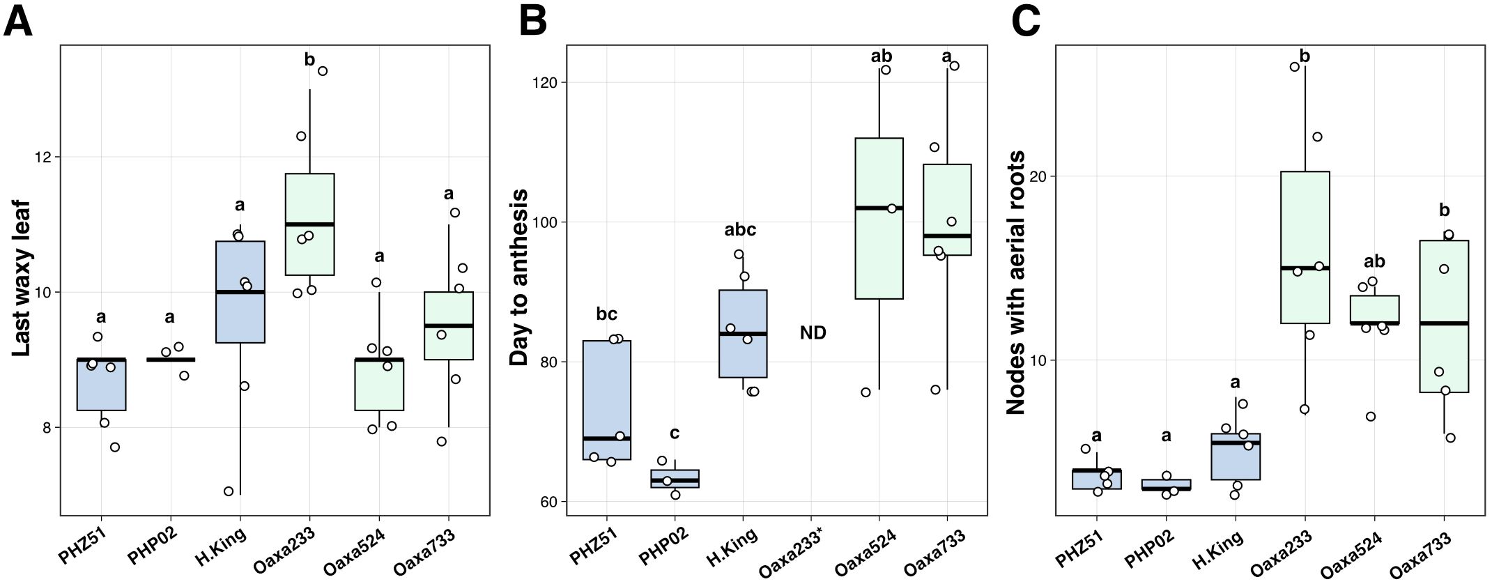 Box plot graph with three panels labeled A, B, and C, showing data distributions across plant groups PHZ51, PHP02, H.King, Oaxa233, Oaxa524, and Oaxa733. Panel A depicts “Last waxy leaf,” Panel B shows “Day to anthesis,” and Panel C presents “Nodes with aerial roots.” Different letters above the boxes indicate statistical significance. Vertical axes vary among panels, with data points marked by dots.