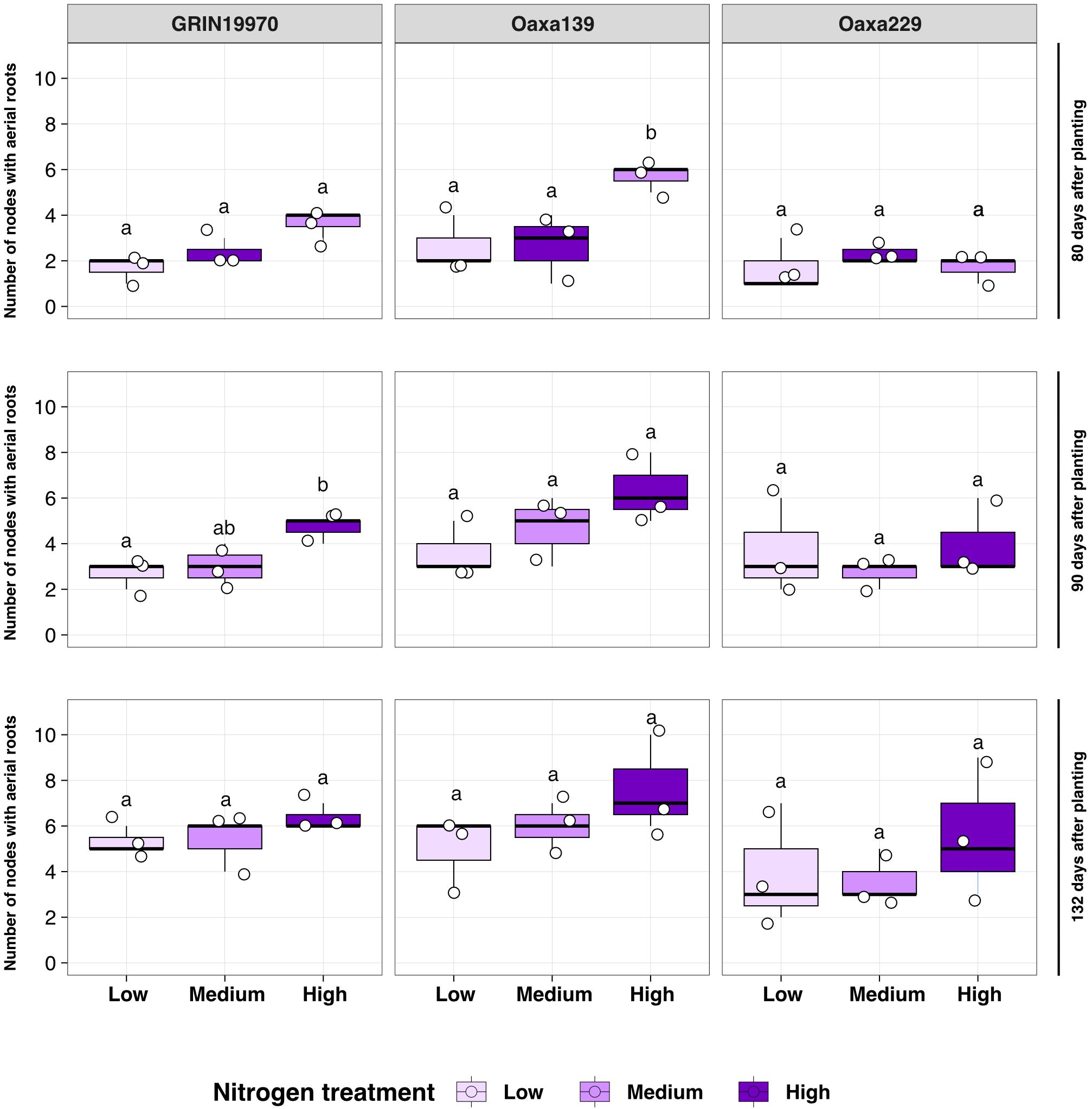 Box plots showing the number of nodes with aerial roots across three genotypes (GRIN19970, Oaxa139, Oaxa229) at 80, 90, and 132 days after planting. Each plot compares low, medium, and high nitrogen treatments. Generally, higher nitrogen treatments result in more nodes with aerial roots. The highest increase is observed at 132 days, especially in Oaxa139 with high nitrogen. Different letters indicate statistically significant differences.