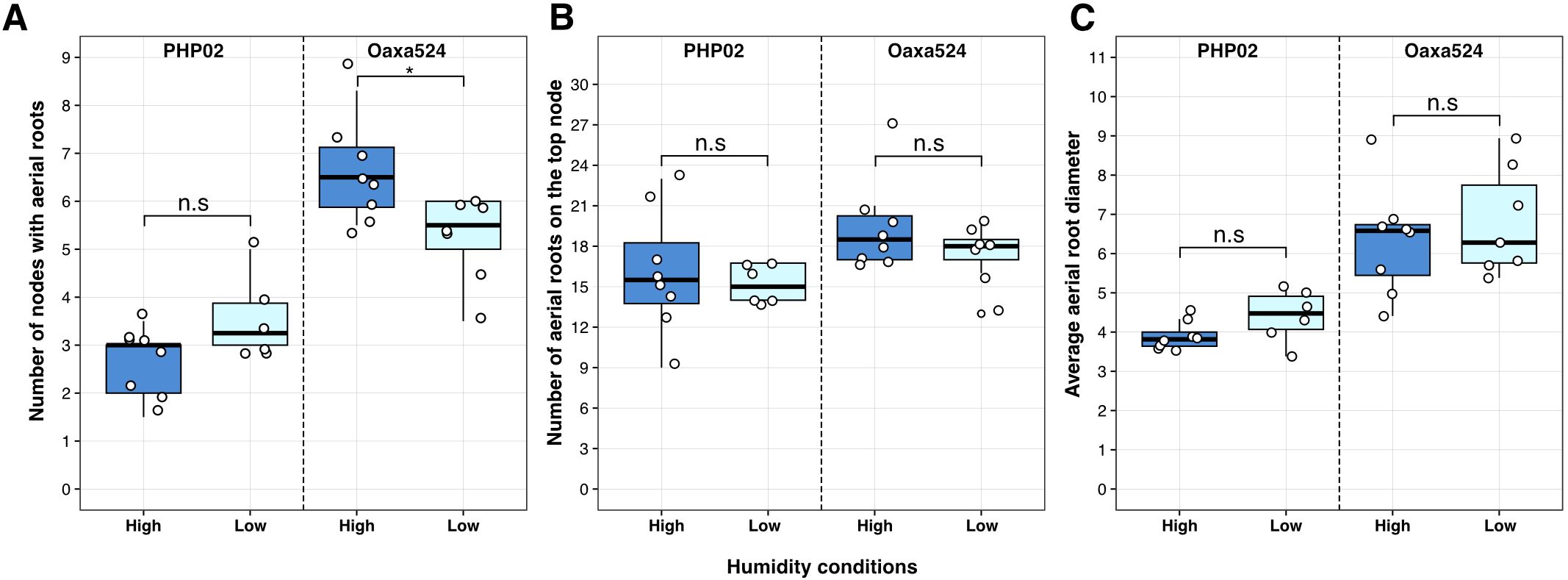 Box plots compare the effects of high and low humidity conditions on two maize varieties, PHP02 and Oaxa524. Panel A shows the number of nodes with aerial roots, with significant differences noted for Oaxa524 (marked with an asterisk). Panel B depicts the number of aerial roots on the top node, showing no significant difference (n.s.) for both varieties. Panel C presents the average aerial root diameter, also showing no significant difference. Each box plot includes median lines, quartiles, and outliers.