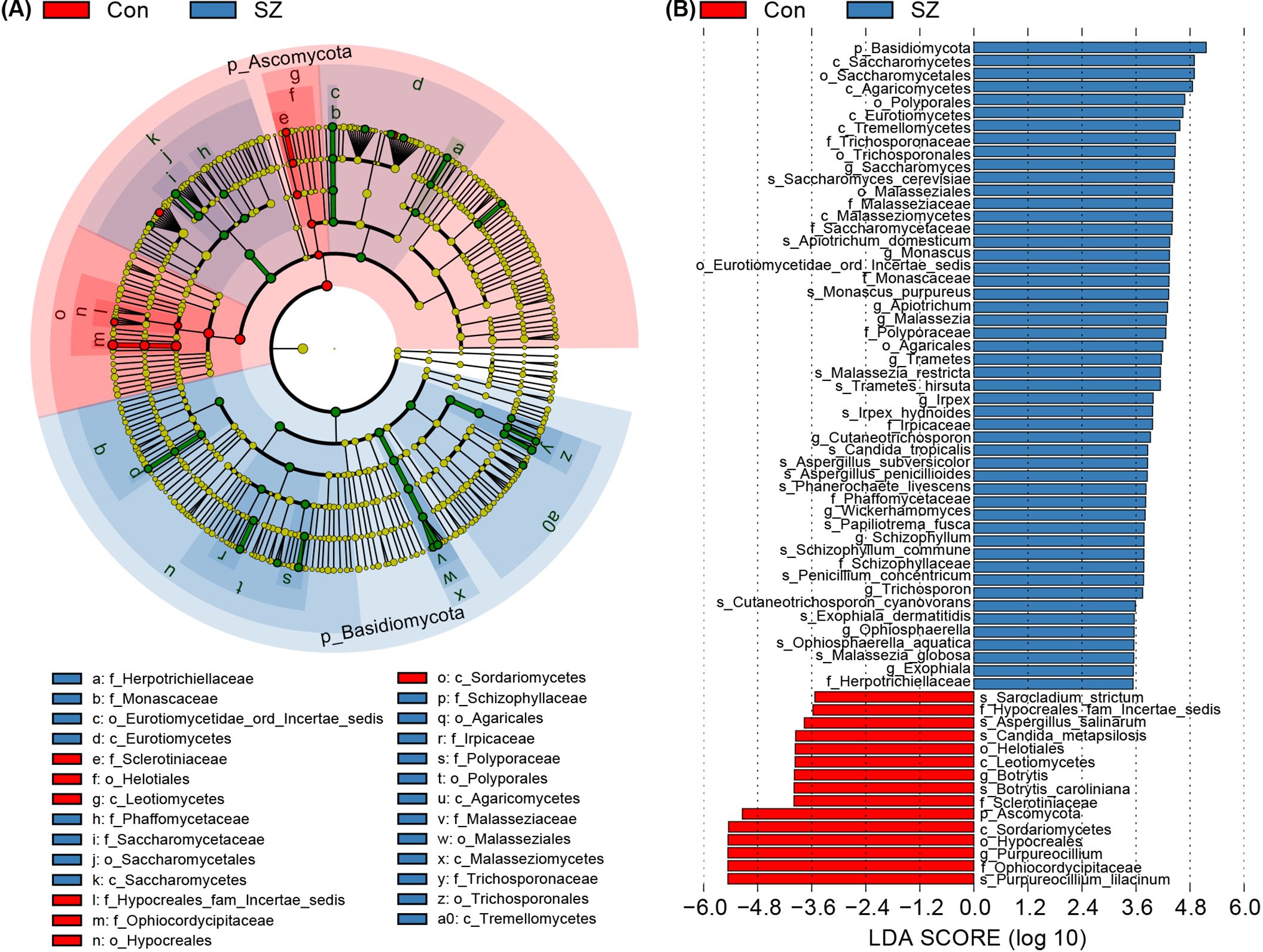 Diagram comparing fungal taxa between two groups, Con (red) and SZ (blue). Panel A shows a phylogenetic tree with concentric circles and color-coded sections representing different taxa. Panel B displays a bar chart with LDA scores in log scale, indicating the differential abundance of fungal taxa between the groups, with blue bars for SZ and red bars for Con. Labels denote specific taxonomic groups, such as p_Ascomycota and p_Basidiomycota.