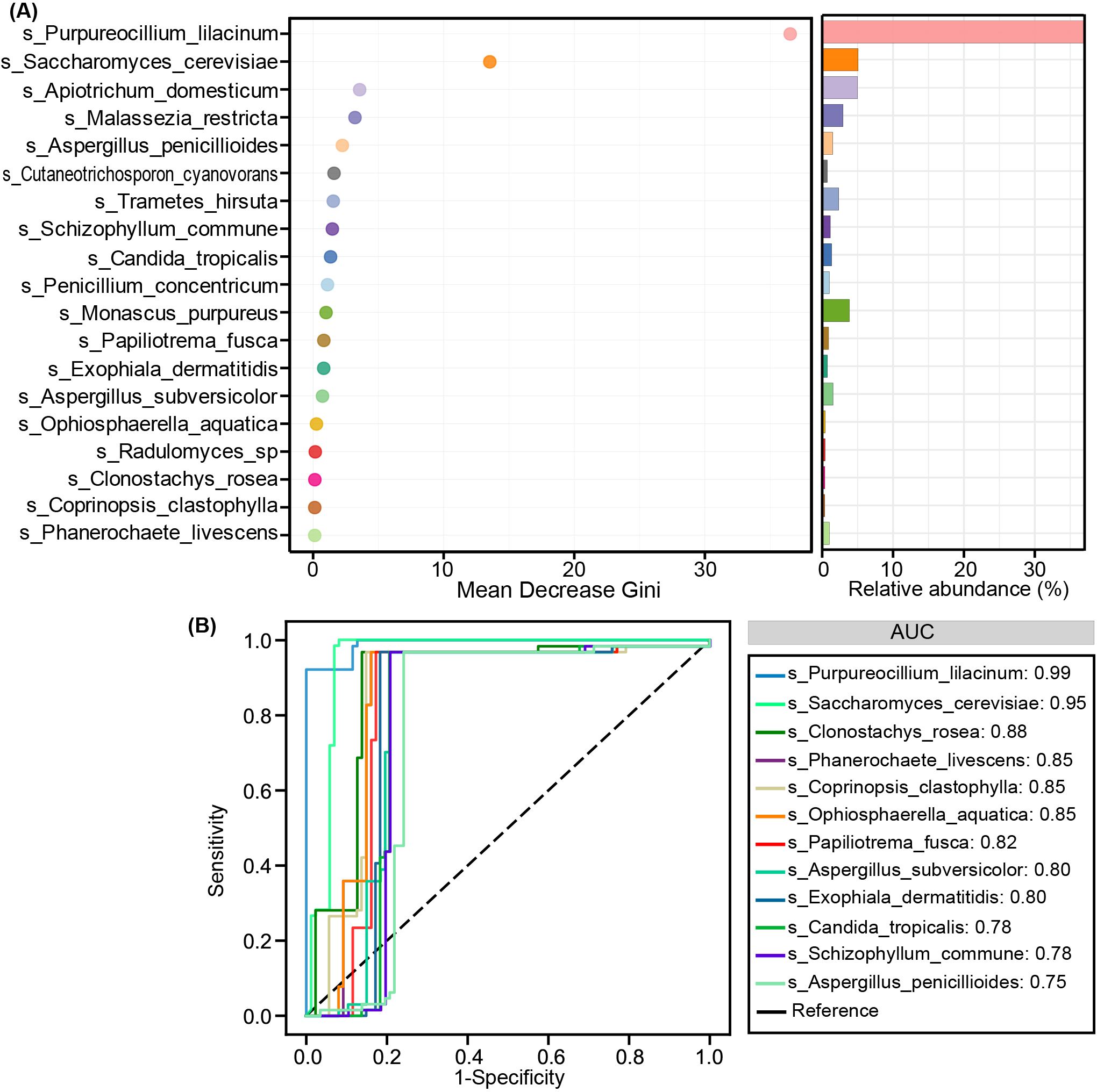 Panel A shows a dot plot highlighting various species based on mean decrease in Gini importance and relative abundance. The highest point is s_Purpureocillium_lilacinum. Panel B presents an ROC curve with a high AUC value for the same species, reaching 0.99. Other species have varying AUCs, with s_Saccharomyces_cerevisiae at 0.95 and s_Aspergillus_penicillioides at 0.75, as shown in the legend.