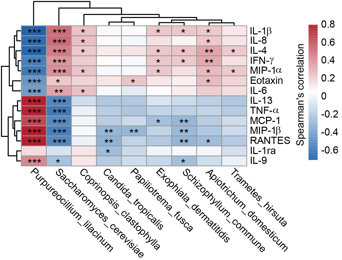 Heatmap showing Spearman's correlation between various cytokines (IL-1β, IL-8, IL-4, IFN-γ, MIP-1α, Eotaxin, IL-6, IL-13, TNF-α, MCP-1, MIP-1β, RANTES, IL-1ra, IL-9) and fungal species (e.g., Candida tropicalis, Saccharomyces cerevisiae). The color scale indicates correlation strength, from red (positive) to blue (negative). Significant correlations are marked with asterisks.