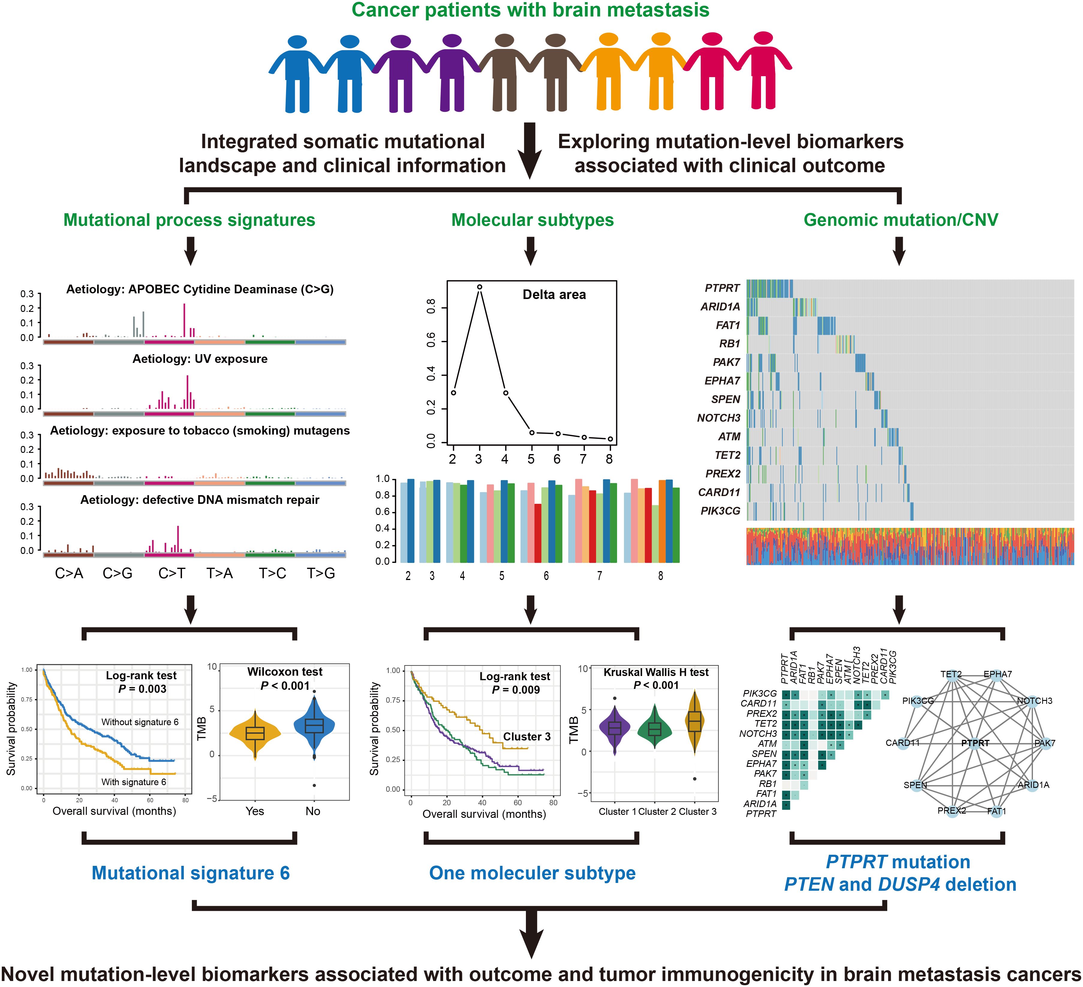 Cancer patients with brain metastasis are represented, highlighting integrated somatic mutational landscape and clinical information. Charts show mutational process signatures, molecular subtypes, and genomic mutations/CNV. Graphs at the bottom indicate associations with survival, emphasizing mutational signature six, a molecular subtype, and PTPRT mutation. The image underscores the exploration of mutation-level biomarkers linked to clinical outcomes, suggesting novel biomarkers for brain metastasis cancers.