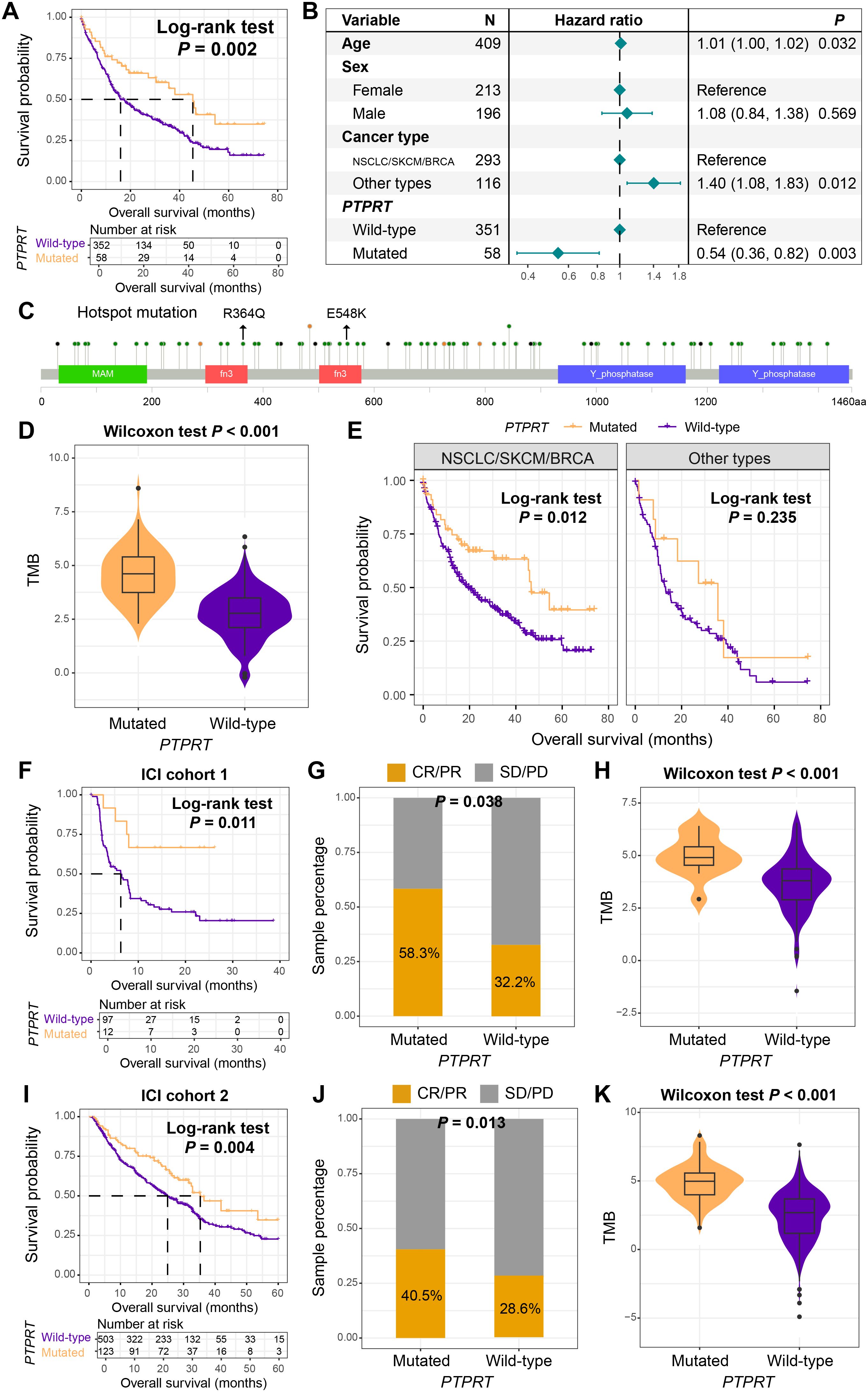 The image consists of several panels depicting survival analysis, hazard ratios, mutation mapping, tumor mutational burden (TMB), and response rates related to PTPRT mutations. Panel A shows a survival curve indicating lower survival for PTPRT wild-type patients. Panel B presents hazard ratios indicating PTPRT mutations reduce risk. Panel C maps hotspot mutations R364Q and E548K on PTPRT. Panels D, H, and K show violin plots with higher TMB in mutated cases. Panels E, F, and I display survival curves, with significant differences in certain cancer types. Panels G and J show bar graphs of response rates, with higher CR/PR in mutated cases.
