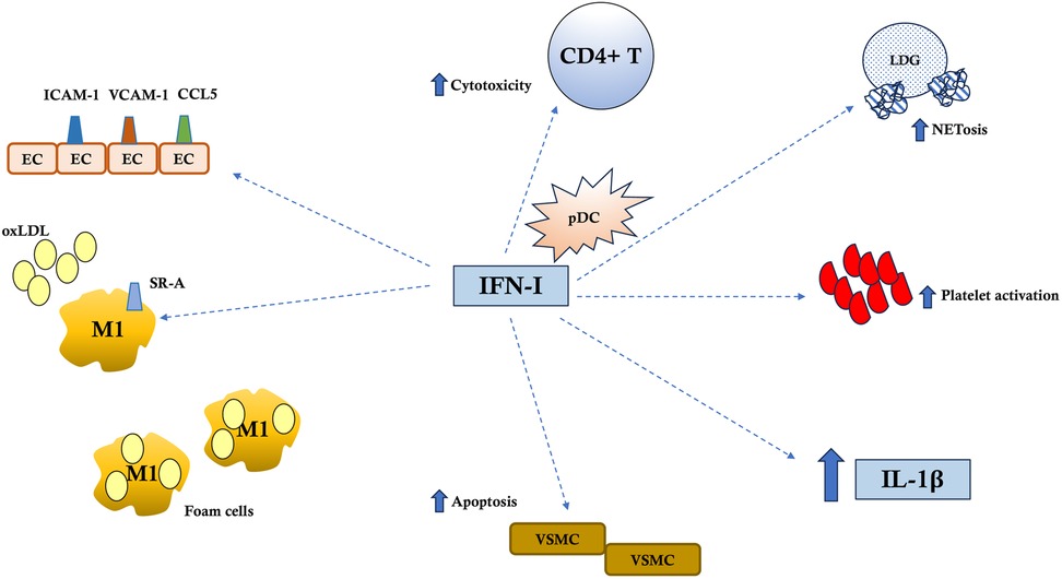Diagram illustrating the effects of IFN-I on different cells and processes. IFN-I interacts with CD4+ T cells, leading to increased cytotoxicity, LDG promoting NETosis, platelets enhancing activation, and VSMC experiencing increased apoptosis. It also influences IL-1β production. Connections to M1 macrophages and foam cells are shown, highlighting their role. EC cells express ICAM-1, VCAM-1, and CCL5.