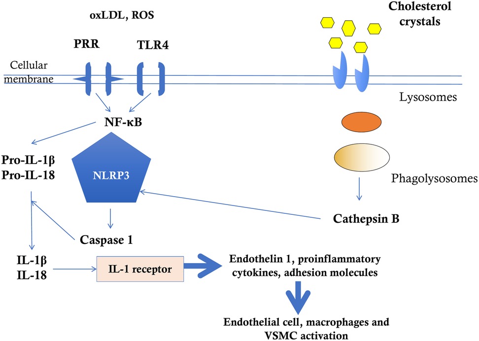 Diagram illustrating pathways involved in the activation of the NLRP3 inflammasome. Oxidized LDL and reactive oxygen species activate PRR and TLR4 on the cellular membrane, leading to NF-?B activation. Cholesterol crystals are internalized into lysosomes, forming phagolysosomes and releasing cathepsin B. Both pathways contribute to the activation of NLRP3, leading to caspase 1 activation. Caspase 1 processes pro-IL-1β and pro-IL-18 into IL-1β and IL-18, which then bind to IL-1 receptors. This results in endothelial cell, macrophage, and vascular smooth muscle cell activation, promoting endothelin 1, proinflammatory cytokines, and adhesion molecules.