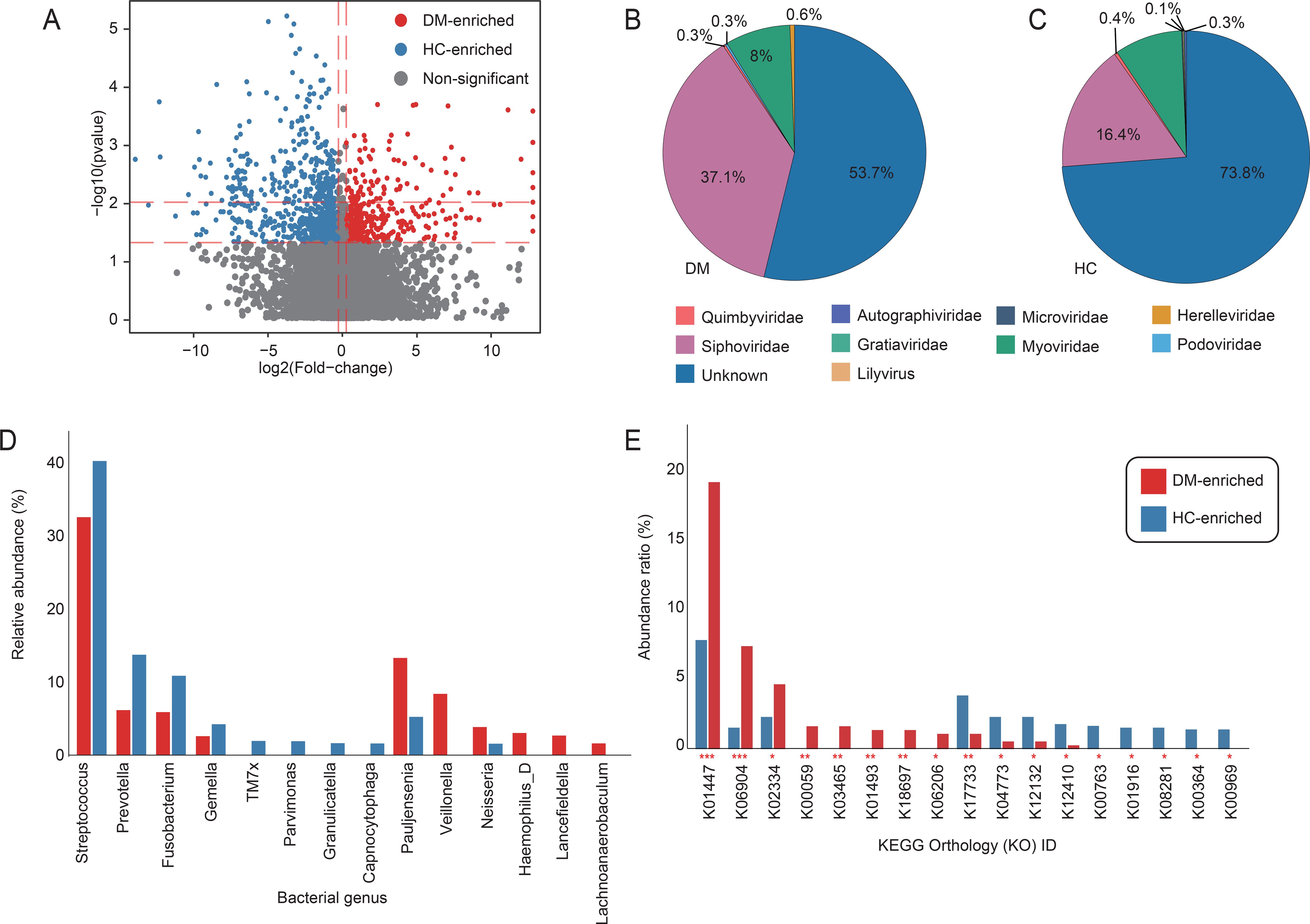 A composite image with five panels showing various data visualizations. Panel A is a volcano plot illustrating differential expression, with red, blue, and gray dots representing DM-enriched, HC-enriched, and non-significant points. Panel B is a pie chart for DM-enriched virus families, showing percentages with Siphovirus and Myovirus as the largest groups. Panel C is another pie chart for HC-enriched virus families, with Siphovirus and Myovirus as dominant. Panel D is a bar chart of bacterial relative abundance, with Streptococcus showing the highest difference between DM and HC. Panel E is a bar chart of gene occurrence ratio, highlighting KO1447 and K1773 with significant variation.