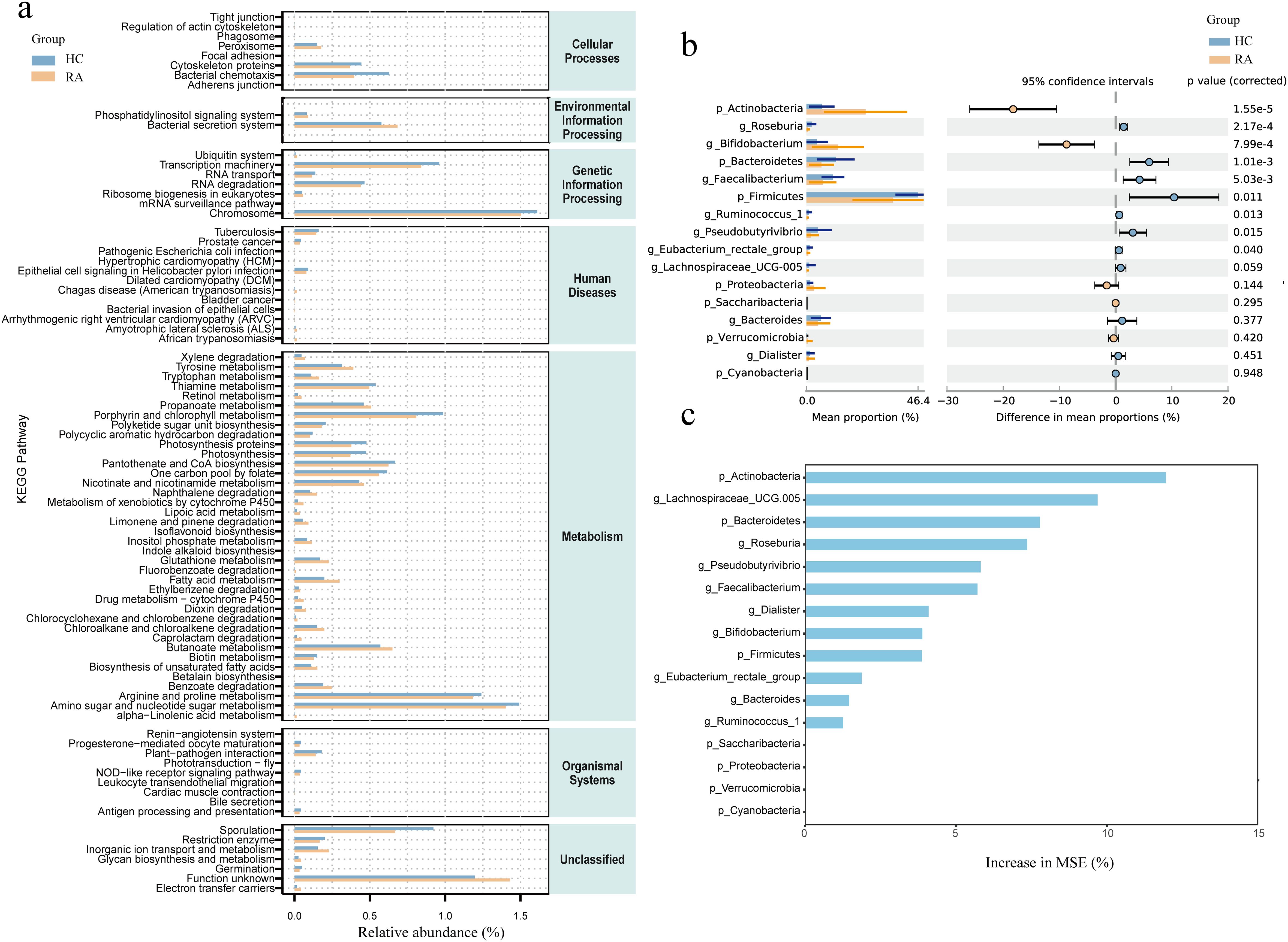 Panel a displays a stacked bar chart showing the relative abundance of KEGG pathways across categories such as Cellular Processes, Genetic Information Processing, and Metabolism for two groups (HC in blue and RA in orange). Panel b includes a forest plot with mean proportions and confidence intervals for various taxa, comparing two groups with significance levels (p values). Panel c presents a bar chart indicating the increase in mean square error (MSE) for different taxa.