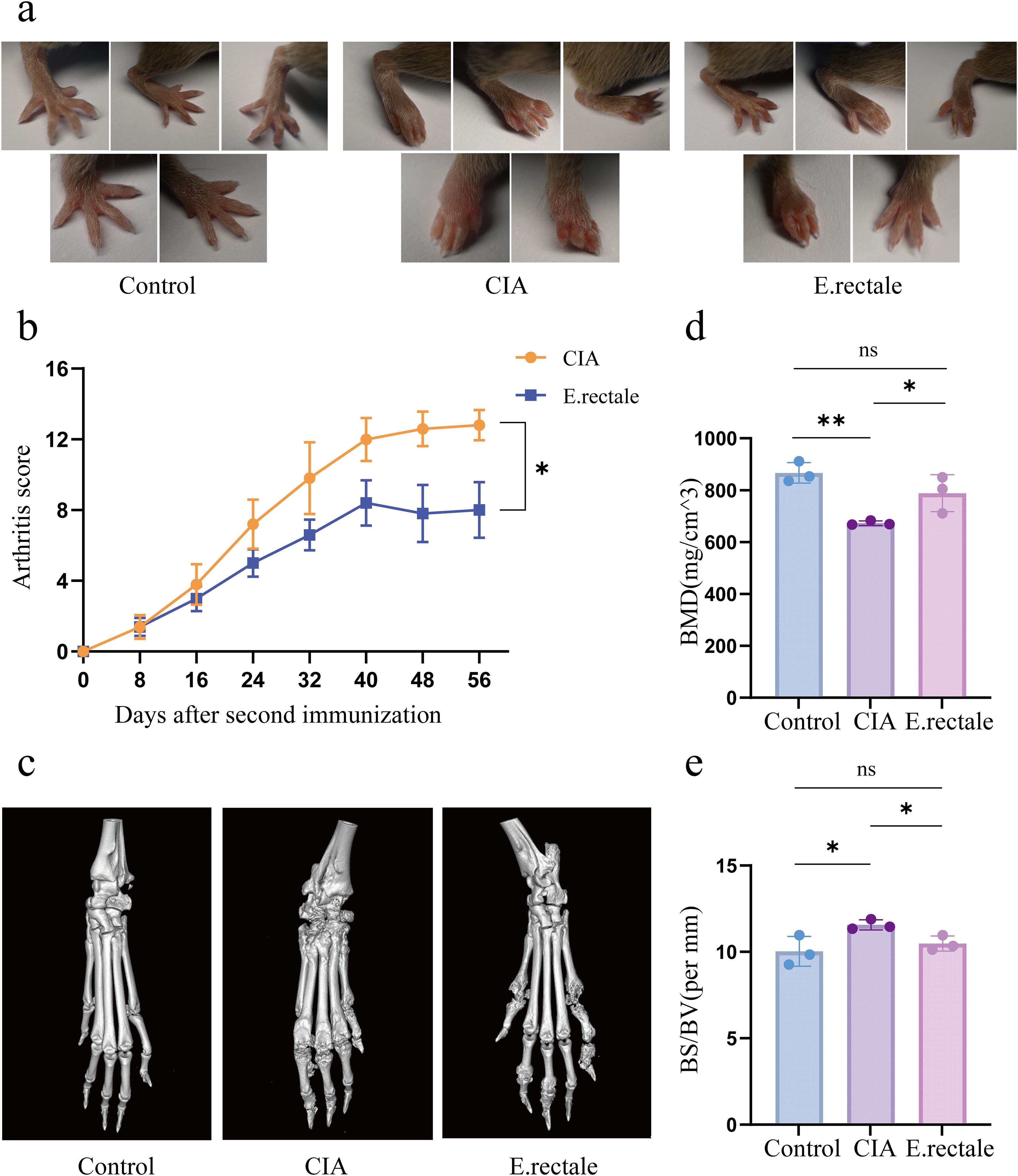 A set of panels illustrates the effects of different treatments in a study. Panel (a) shows images of animal paws with labels: Control, CIA, and E. rectale. Panel (b) is a line graph showing arthritis scores over time, comparing CIA and E. rectale groups; E. rectale shows lower scores. Panel (c) displays X-rays of limbs from the three groups showing bone density and structure differences. Panel (d) is a bar graph depicting bone mineral density (BMD), indicating E. rectale has higher BMD than CIA. Panel (e) shows another bar graph of bone structural parameters, with E. rectale performing better than CIA.