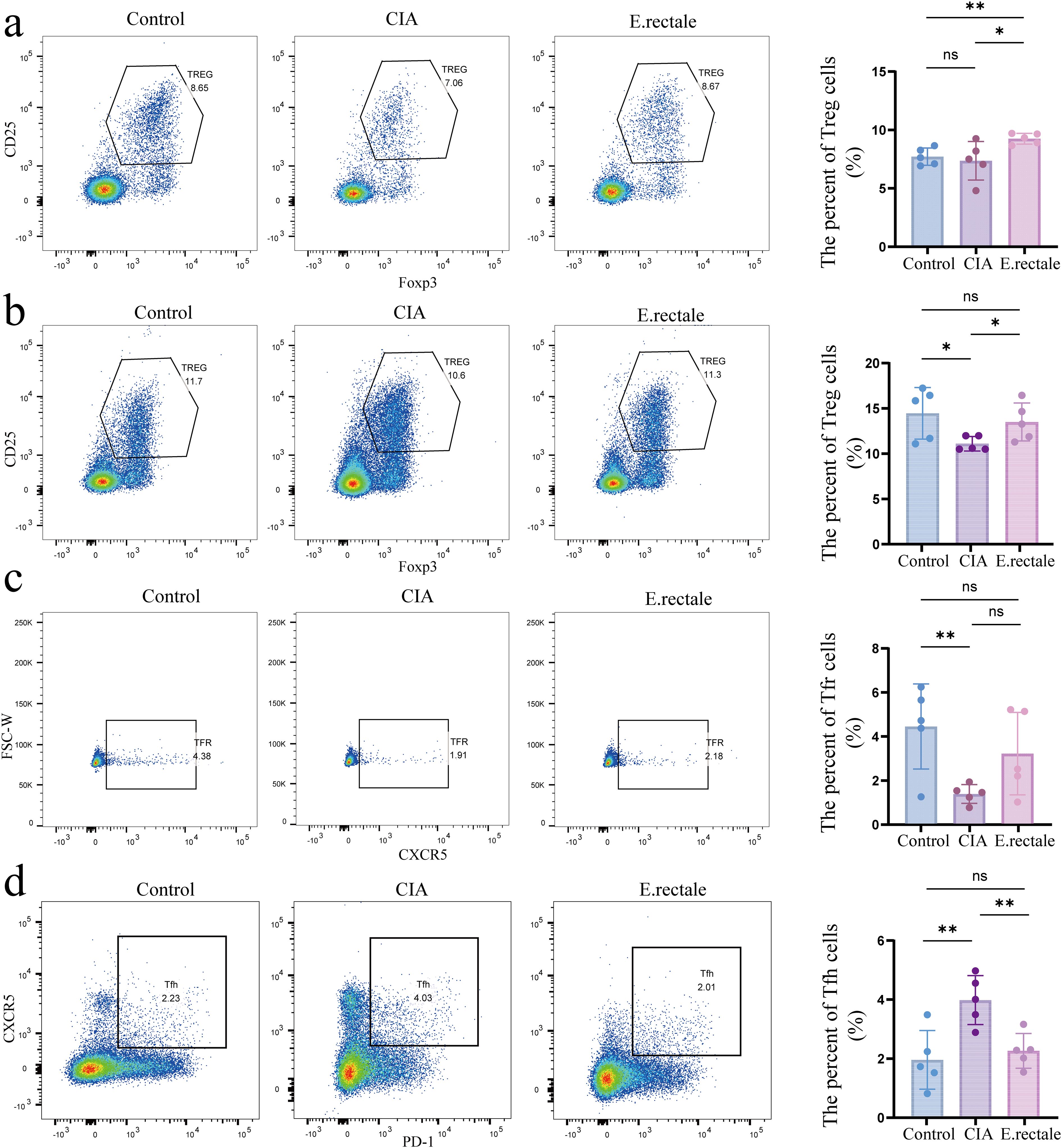 Flow cytometry analysis showing cell populations across four panels labeled a to d, comparing Control, CIA, and E. rectale groups. Each panel has scatter plots with cell markers and percentage labels, alongside bar graphs depicting the percentage of specific cell types. Panels a and b show Treg cell percentages with significant differences indicated, while panels c and d illustrate Tfr and Tfh cell populations, respectively, also highlighting statistical significance with asterisks.