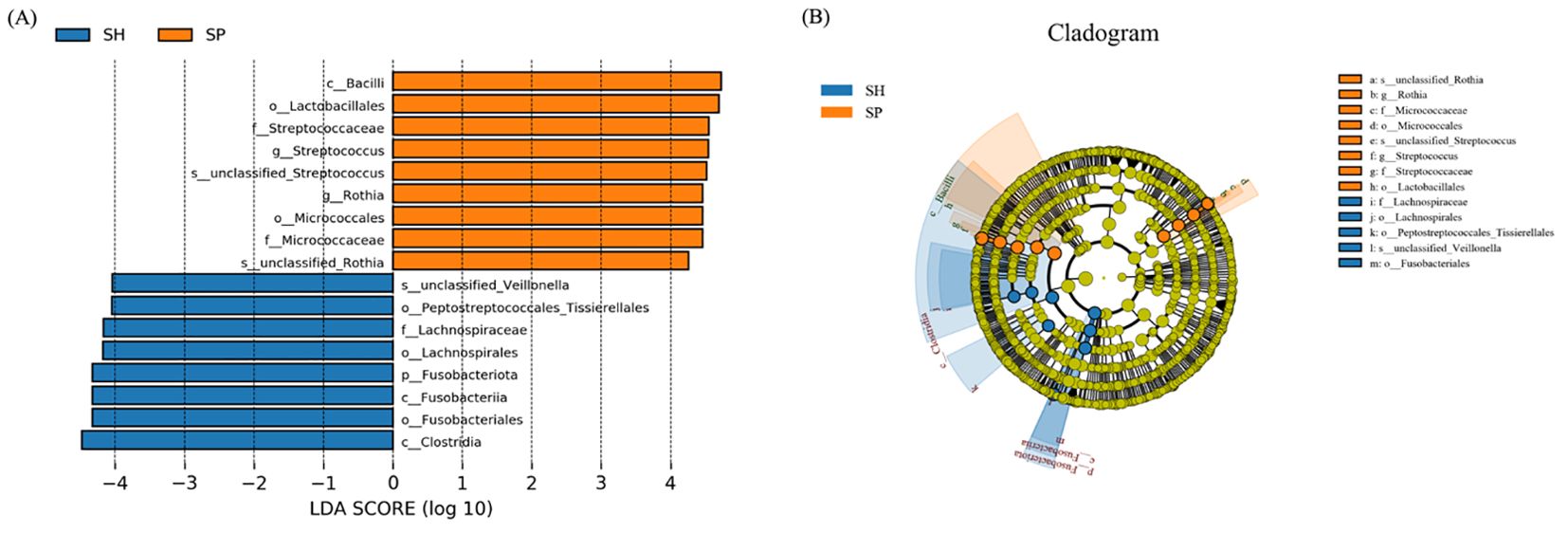 There are two components in the image: (A) A bar chart showing LDA scores for different microbial taxa, with SH in blue and SP in orange. (B) A cladogram illustrating the relationships among taxa, color-coded by SH (blue) and SP (orange). The legend identifies specific taxa corresponding to labeled sections in the cladogram.