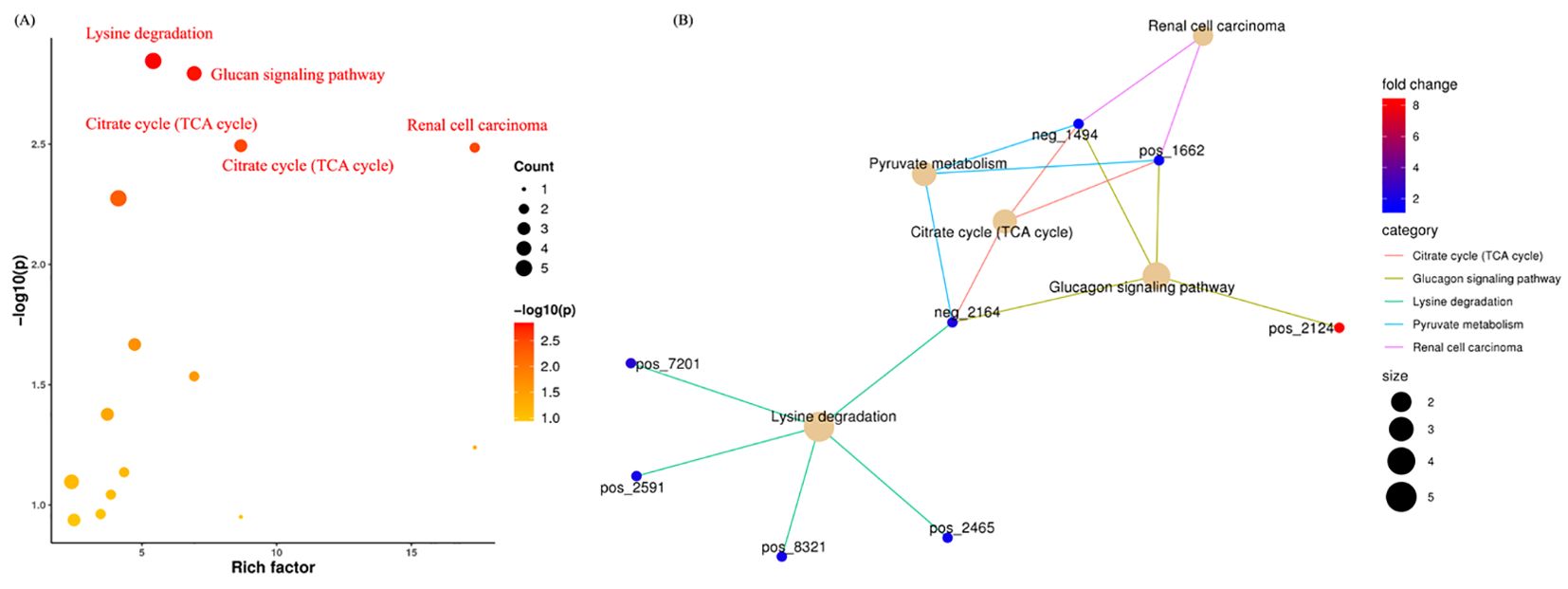 Scatter plot (A) displays pathways with varying colors and sizes, showing rich factor versus -log10(p) values. Darker and larger points indicate higher significance. Network diagram (B) displays connections between pathways: lysine degradation, glucagon signaling, citrate cycle, renal cell carcinoma, and pyruvate metabolism. Colors represent fold change, with detailed legend for size and category.