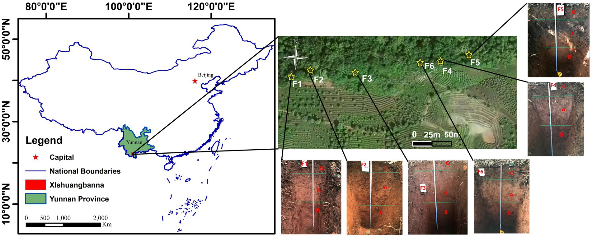 Map of China highlighting Yunnan Province and Xishuangbanna. Inset satellite image shows field locations F1 to F6 in a terraced landscape. Soil profiles of each location are displayed, marked with layers O, A, and B.