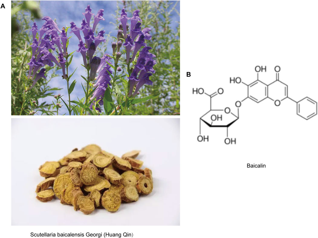 Representative image of baicalin. (A) Vibrant purple flowers of Scutellaria baicalensis Georgi among green foliage against a blue sky and Dried slices of the plant's root, Huang Qin, with a rough, circular pattern. (B) Molecular structure of baicalin
