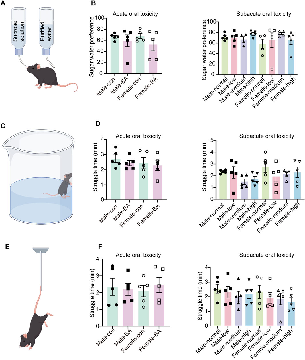 Illustrations and bar graphs depicting toxicity experiments on mice. A: Mouse choosing between sucrose solution and purified water. B: Bar graphs showing sugar water preference for acute and subacute oral toxicity, with different male and female groups.C: Mouse in a beaker with water. D: Bar graphs showing struggle time for acute and subacute oral toxicity.E: Mouse hanging by its tail. F: Bar graphs showing struggle time for acute and subacute oral toxicity, with different male and female groups.