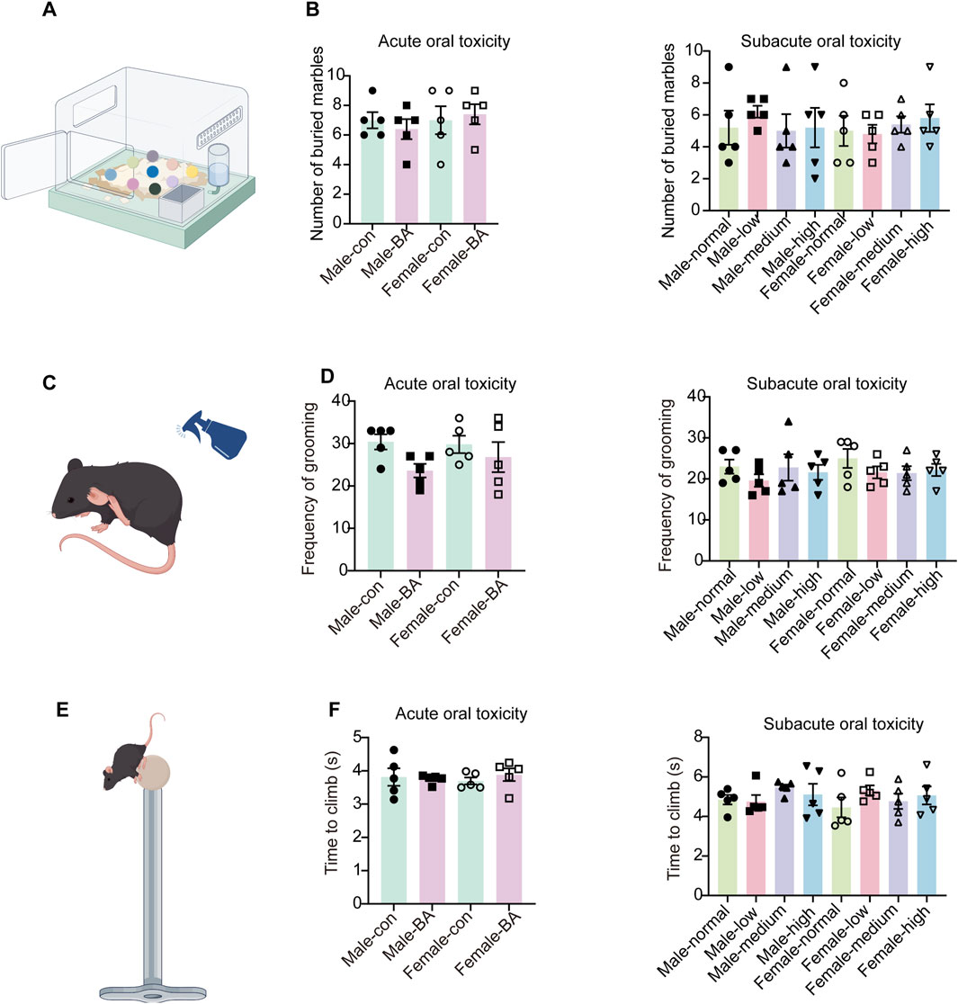 Illustration showing experimental setup and results for oral toxicity tests in mice. Panel A depicts a cage with marbles. Panel B shows bar graphs of buried marbles for acute and subacute oral toxicity. Panel C illustrates a mouse being sprayed. Panel D displays grooming frequency graphs for both toxicity conditions. Panel E shows a mouse on a pole. Panel F illustrates graphs of climbing time in both toxicity tests. Bars compare male and female mice in control and treatment groups, showing variations in behavior and activity post-treatment.