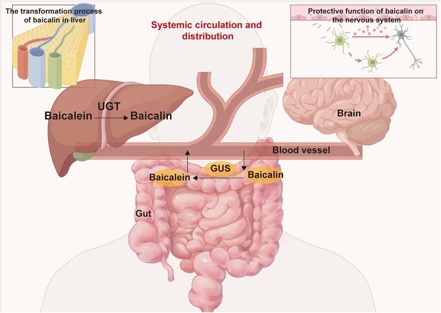 The metabolism and distribution of baicalin and baicalein within the body involve several key processes. Following oral administration, baicalin is transported to the intestine, where is enzymatically converted into baicalein by β-glucuronidase (GUS). Subsequently, the absorbed baicalein undergoes conversion back into baicalin via UDP-glucuronosyltransferase (UGT) in the liver, entering the enterohepatic circulation. Throughout this metabolic pathway, baicalin is capable of being distributed to various organs, including the brain, liver, gut, and others.