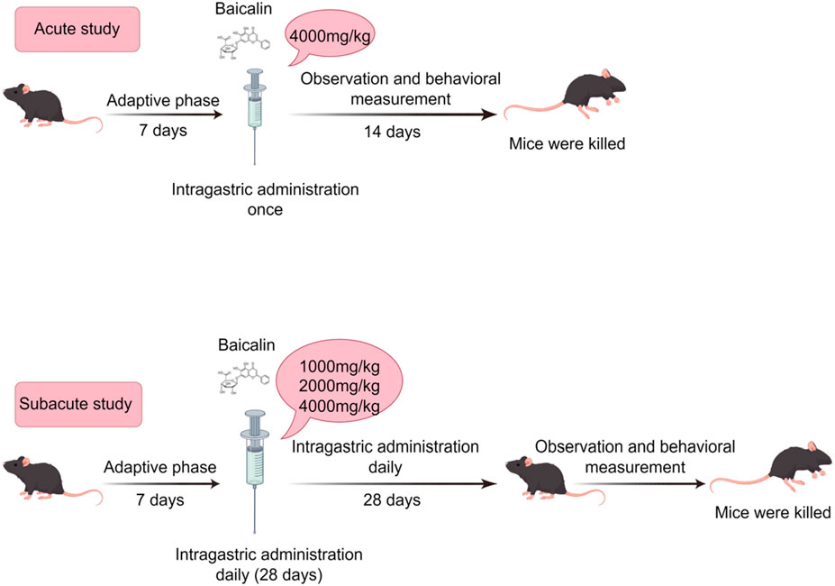 Diagram illustrating acute and subacute studies on mice with baicalin administration. In the acute study, mice undergo a 7-day adaptive phase, receive a single 4000 mg/kg dose of baicalin, and are observed for 14 days before euthanasia. In the subacute study, mice undergo a 7-day adaptive phase, receive daily doses of 1000, 2000, or 4000 mg/kg for 28 days, are observed, and are then euthanized.