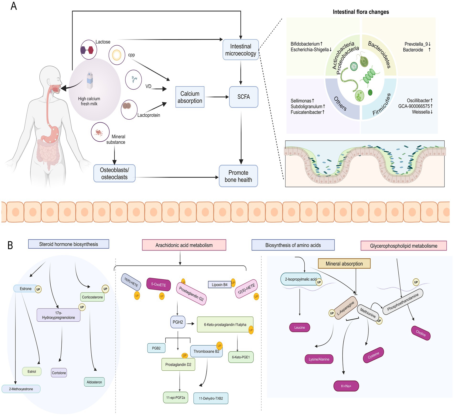 Diagram depicting biological processes. Part A illustrates how high-calcium fresh milk components, including lactose and minerals, affect intestinal microecology and calcium absorption, promoting bone health. It highlights the link between calcium absorption, osteoblasts, and intestinal flora changes, with a focus on SCFAs. Part B shows metabolic pathways, including steroid hormone biosynthesis, arachidonic acid metabolism, amino acid biosynthesis, and glycerophospholipid metabolism, related to mineral absorption. Each section is labeled with specific metabolites and pathways. The image emphasizes interactions among dietary components, metabolic pathways, and gut microecology.