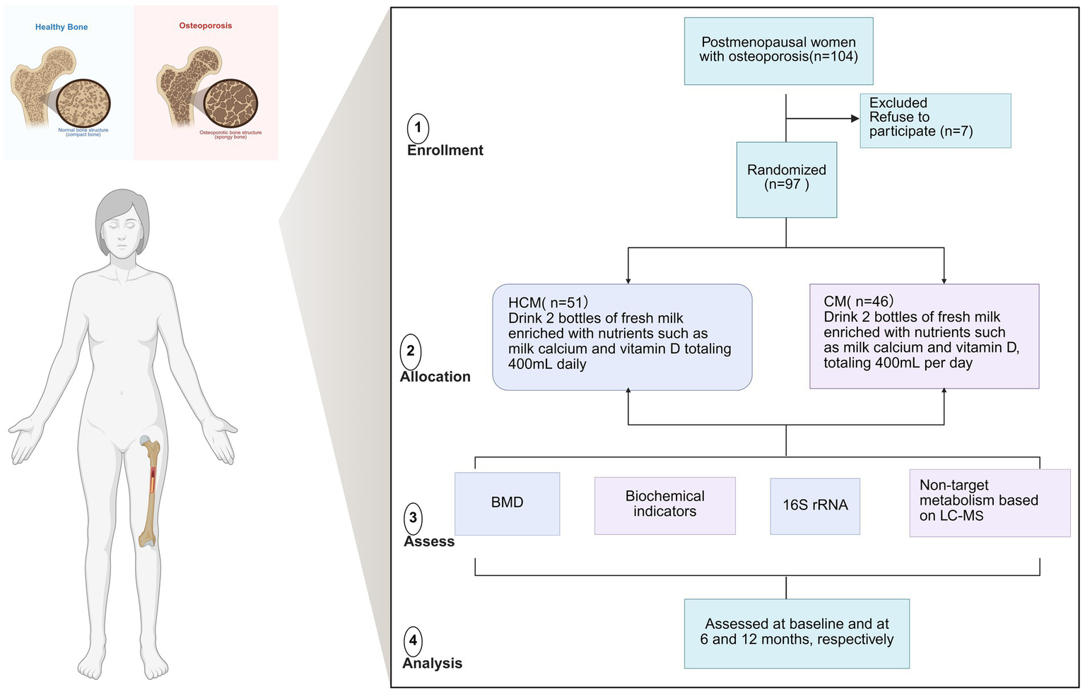 Flowchart detailing a study on postmenopausal women with osteoporosis. It shows enrollment of 104 women, 97 randomized, with 7 excluded. Two groups were formed: HCM (51 participants) and CM (46 participants). Both groups consumed 400 mL of nutrient-rich milk daily. Assessments included bone mineral density, biochemical indicators, 16S rRNA, and metabolism analysis. Assessments were conducted at baseline, 6 months, and 12 months. A diagram of healthy and osteoporotic bone structures is included.