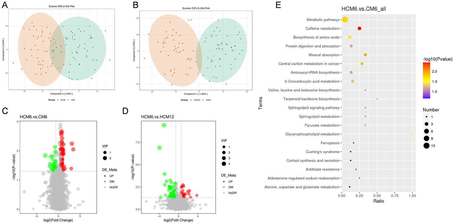 Panels A and B show OPLS-DA plots comparing groups HCM6 vs. CM6 and HCM12 vs. CM12, with grouped data points. Panels C and D display volcano plots for HCM6 vs. CM6 and HCM6 vs. HCM12, highlighting significant and non-significant data points. Panel E is a dot plot showing metabolic pathway enrichment analysis with terms, ratios, and varying p-values and sizes.