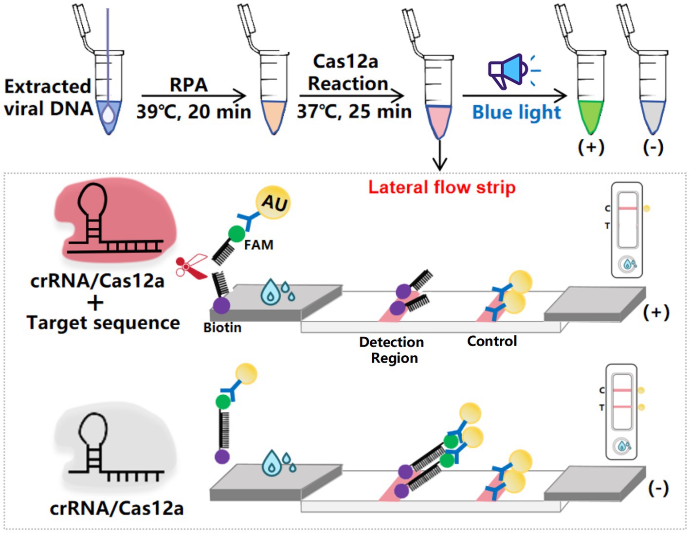 Flowchart illustrating a DNA detection process. Extracted viral DNA undergoes RPA at thirty-nine degrees Celsius for twenty minutes. This is followed by a Cas12a reaction at thirty-seven degrees Celsius for twenty-five minutes. Under blue light, a color change indicates a positive or negative result. The lateral flow strip shows a test with crRNA/Cas12a complexed with the target sequence, labeled with FAM, Biotin, and detecting gold nanoparticles. The positive strip reveals both control and detection lines; the negative strip shows only the control line.