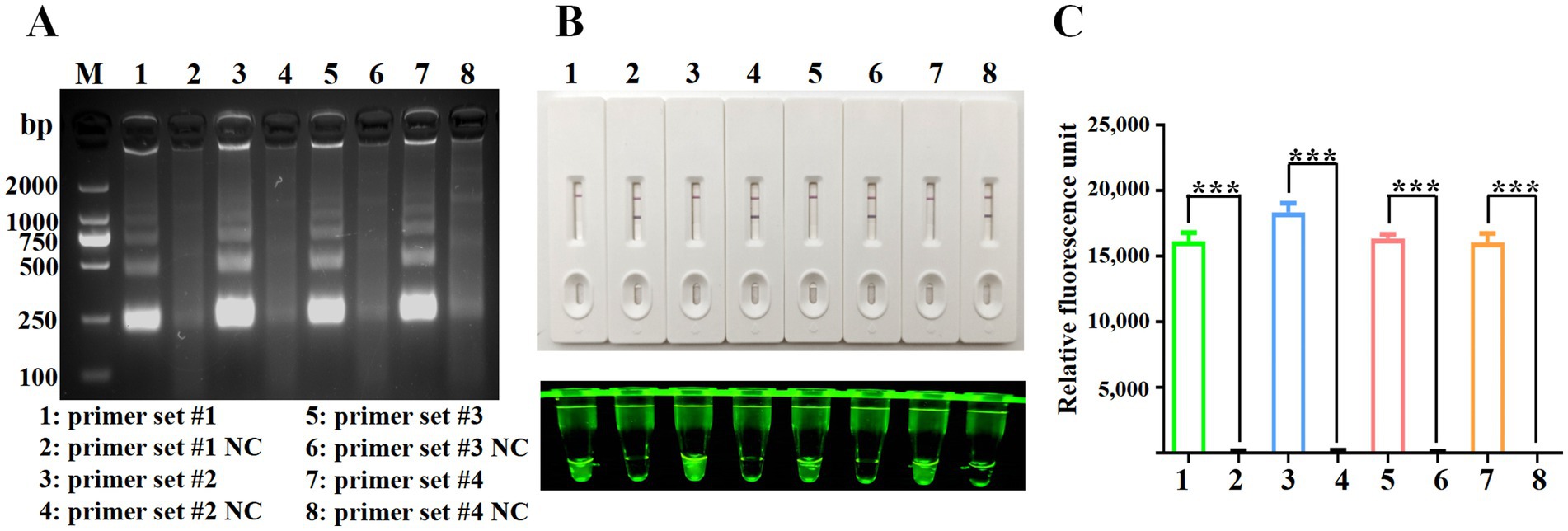 Gel electrophoresis image labeled A with eight lanes showing DNA bands of varying sizes. Panel B shows lateral flow test strips with visible lines. Panel C displays a bar graph with relative fluorescence units for primer sets, indicating significant differences among the samples.